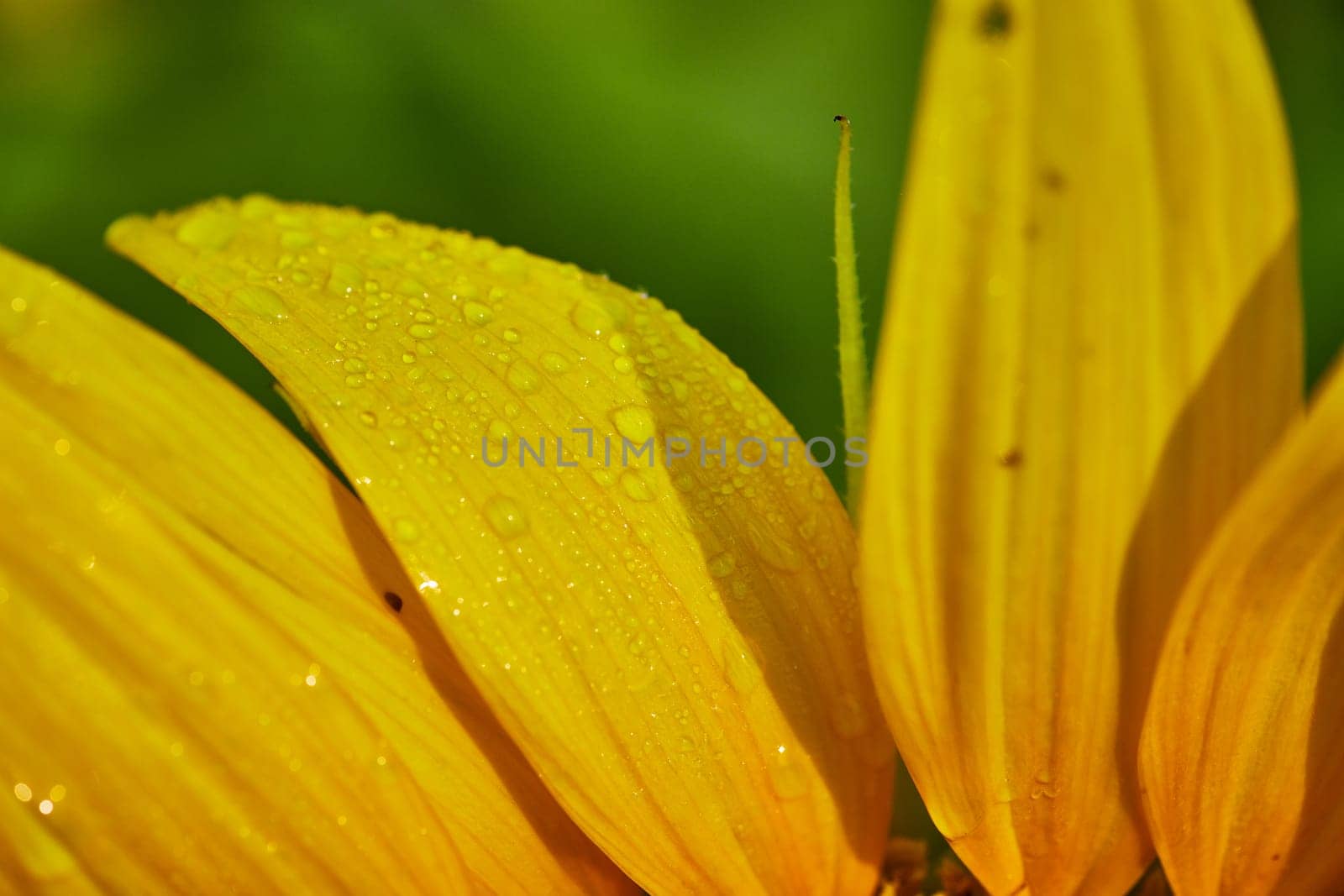 Image of Dew drops on large yellow petals close up