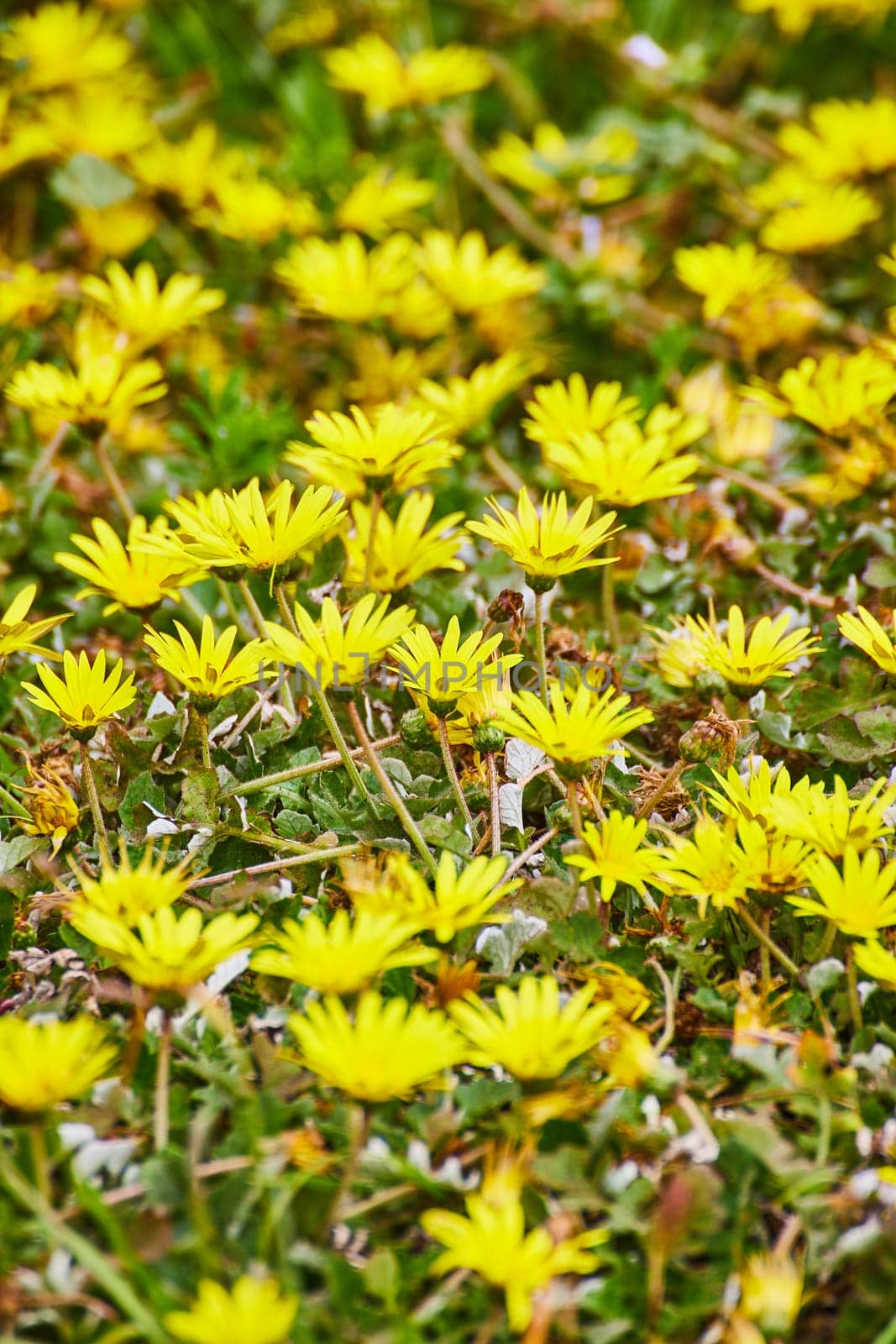 Image of Background asset yellow wildflowers close up with succulents growing underneath