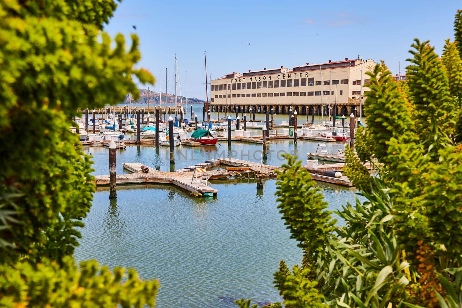 Image of Docking area with boats at Fort Mason Center on calm summer morning framed in by succulents