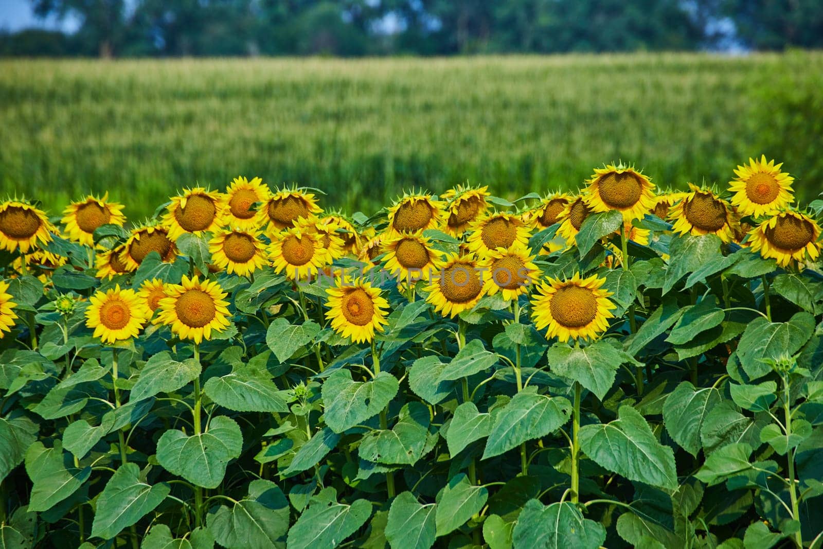 Image of Rows of sunflowers with giant yellow petals and blurry cornfield in distance with forest behind