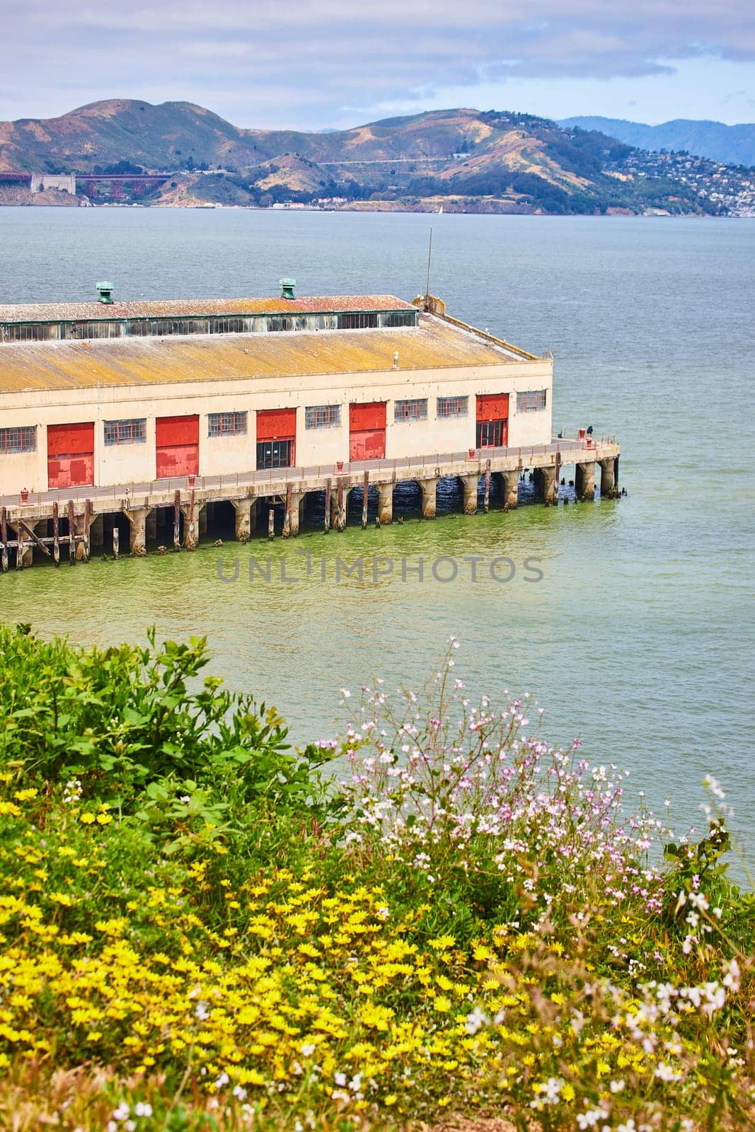 Image of Wildflowers on shore with view of warehouse pier on San Francisco Bay