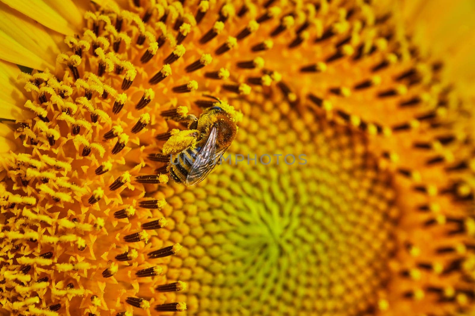 Image of Macro of golden sunflower with pollen covered bee pollinating center of flower