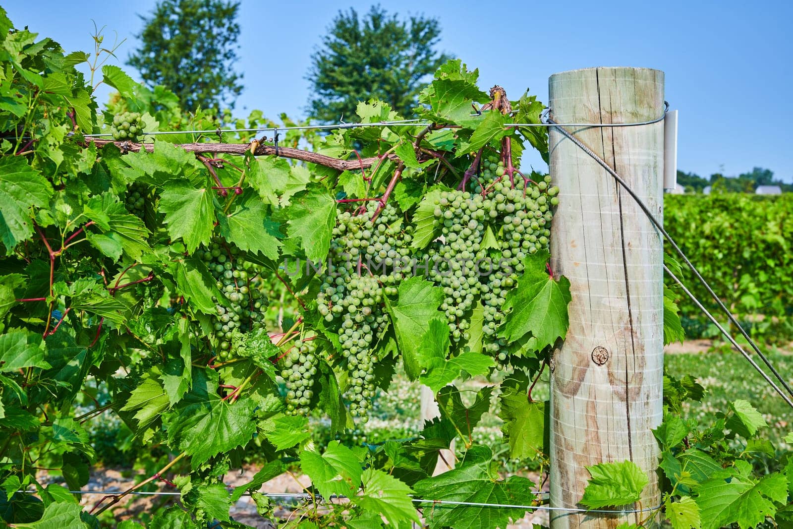 Image of Bundles of green grapes growing on the vine in vineyard with wooden pole