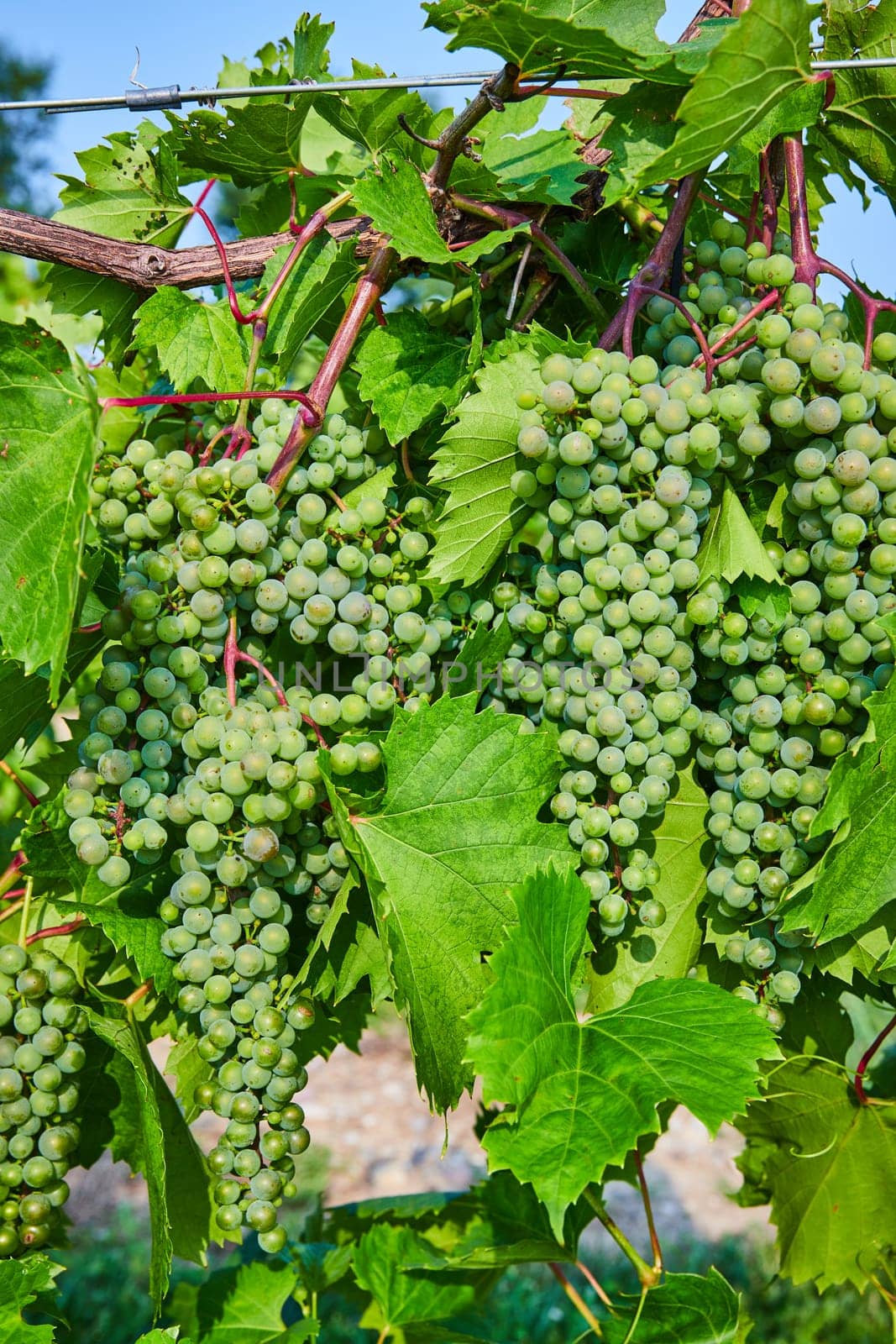 Image of Multiple bundles of green grapes growing on the vine in vineyard