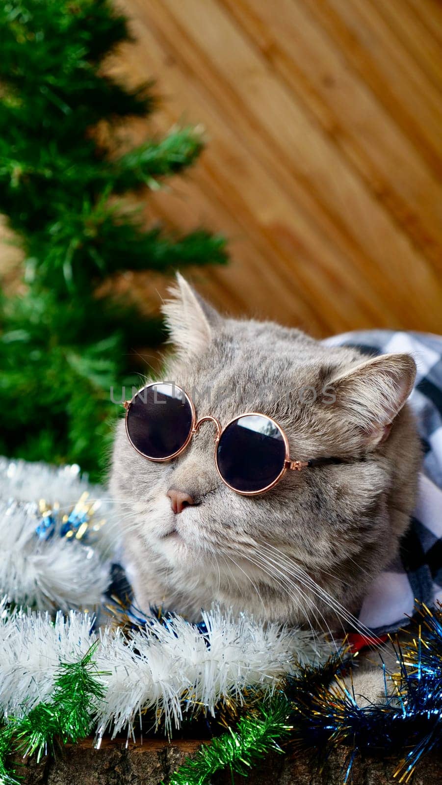 Scottish straight cat celebrates holiday eve Happy New Year 2025 and Merry Christmas. Pet in sunglasses is looking at the window at home. Vertical