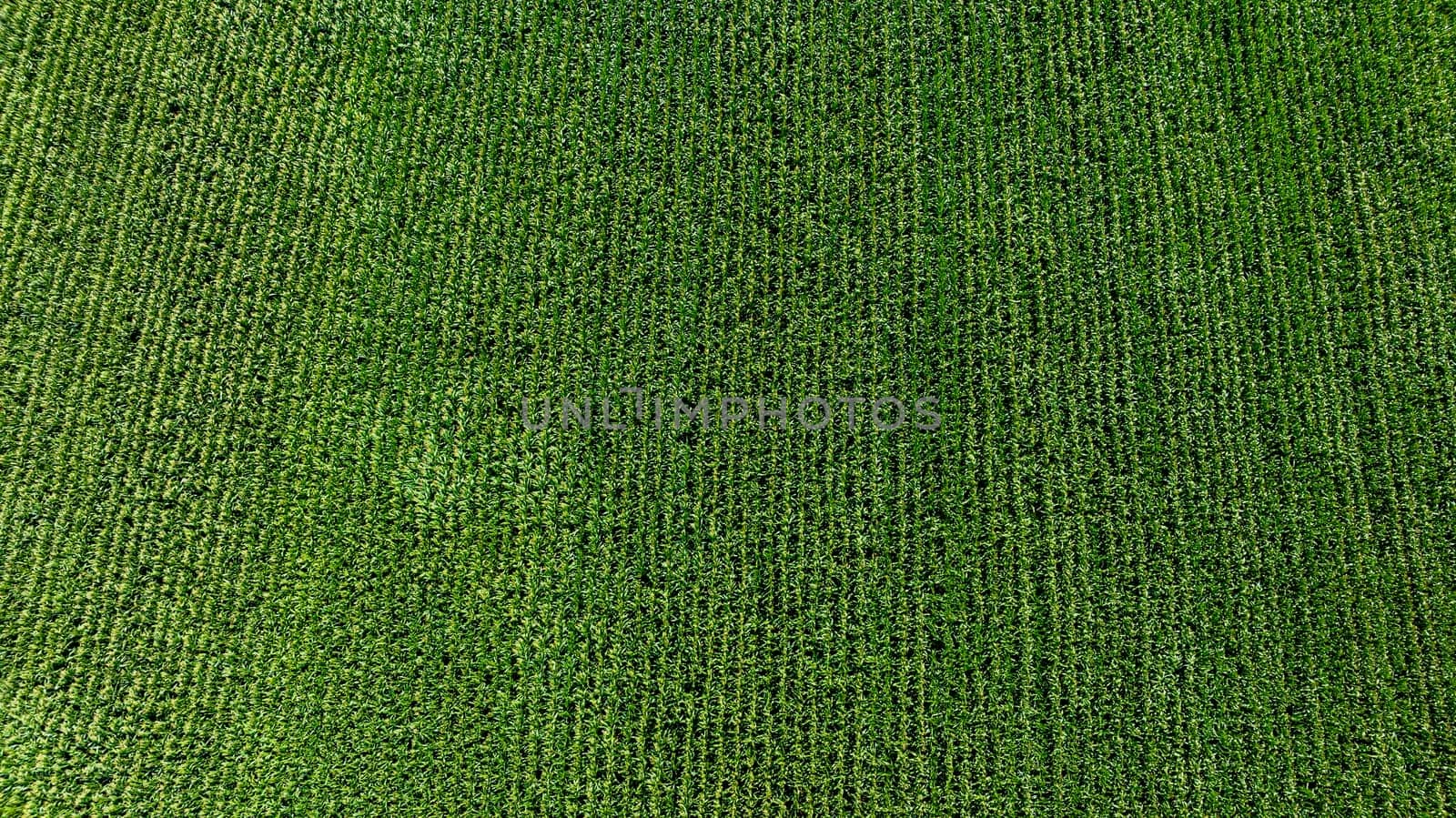 An expansive aerial perspective captures vibrant green farmland, showcasing rows of healthy crops stretching toward the horizon bathed in sunlight on a clear day.