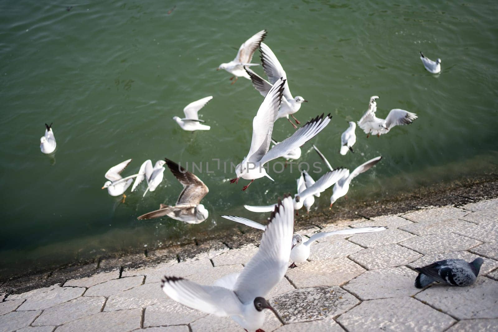 Several beautiful white seagull flying over water surface of the sea. Warm sunny summer day.