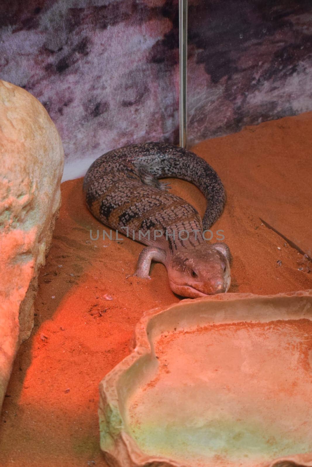Tanimbar blue tongue skink (Tiliqua scincoides chimaerea). Tiliqua scincoides (common blue-tongued skink, blue-tongued lizard, common bluetongue)