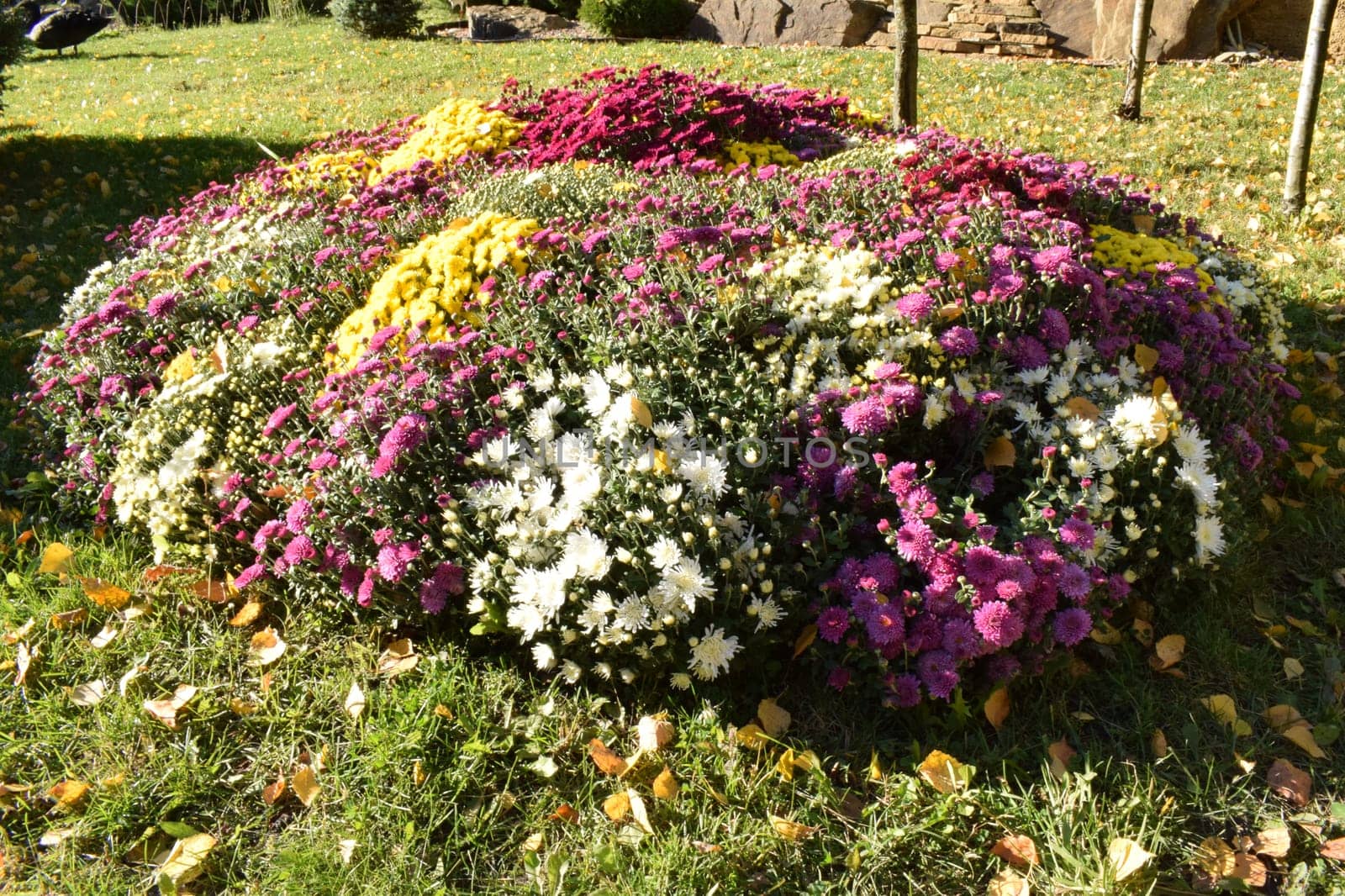 Beautiful and colourful fresh autumn chrysanthemums in red, yellow, purple, white, orange and pink bouquets. Beautiful bright chrysanthemums bloom in autumn in the garden.