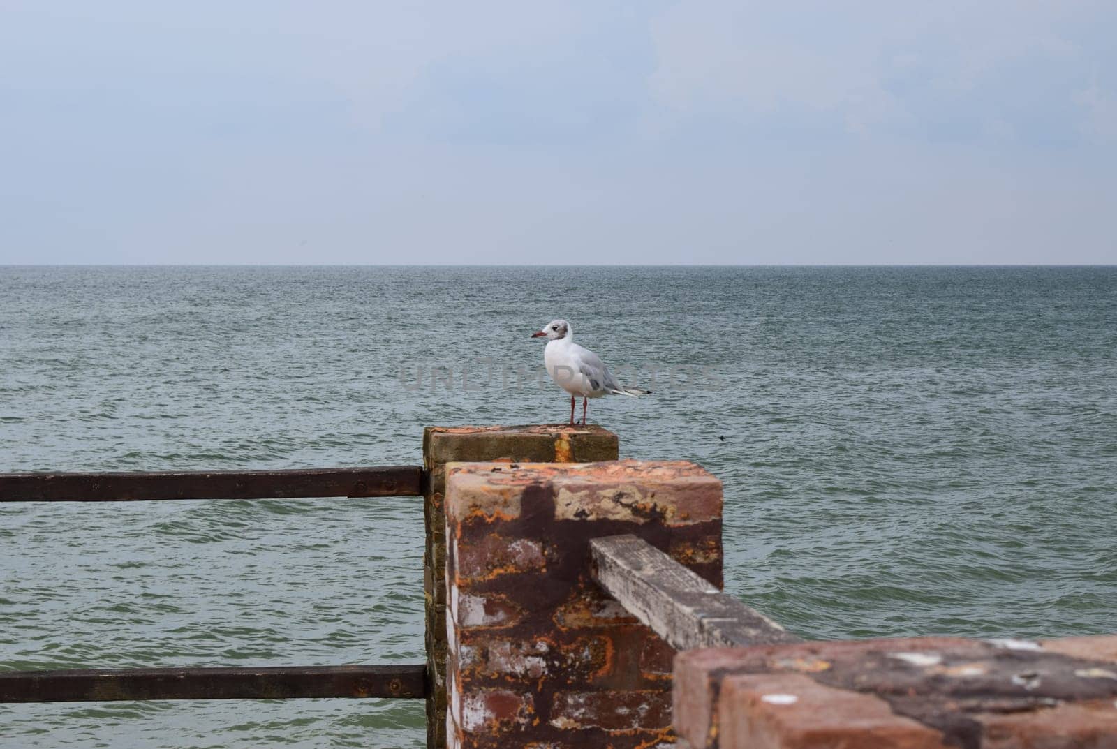 One seagull sits on a old sea pier. The European herring gull, Seagull on the beach pier railing. Close-up of seagull bird.