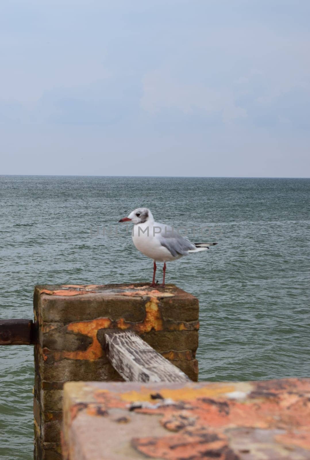 One seagull sits on a old sea pier. The European herring gull, Seagull on the beach pier railing. Close-up of seagull bird.