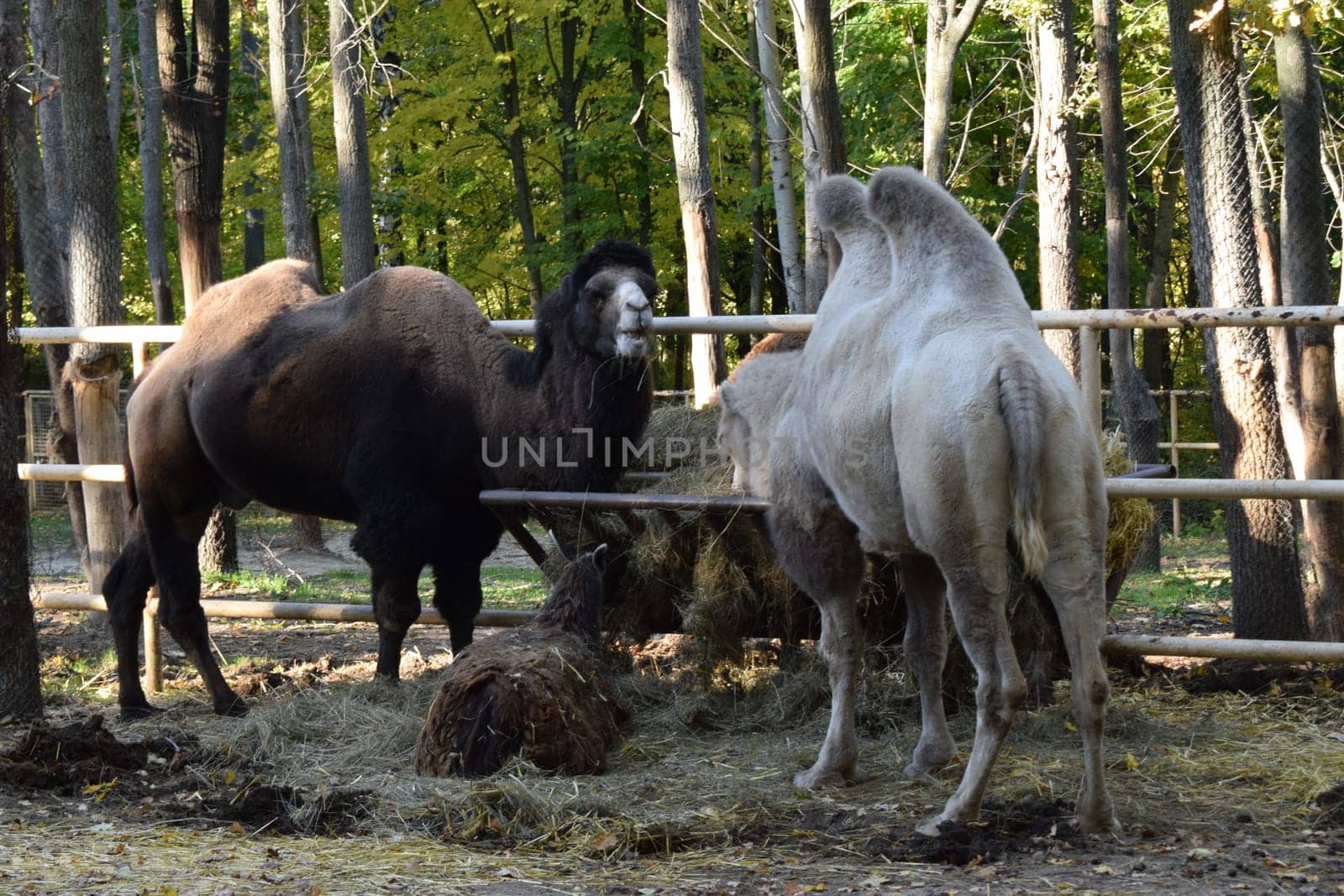 Camels feeding in a zoo