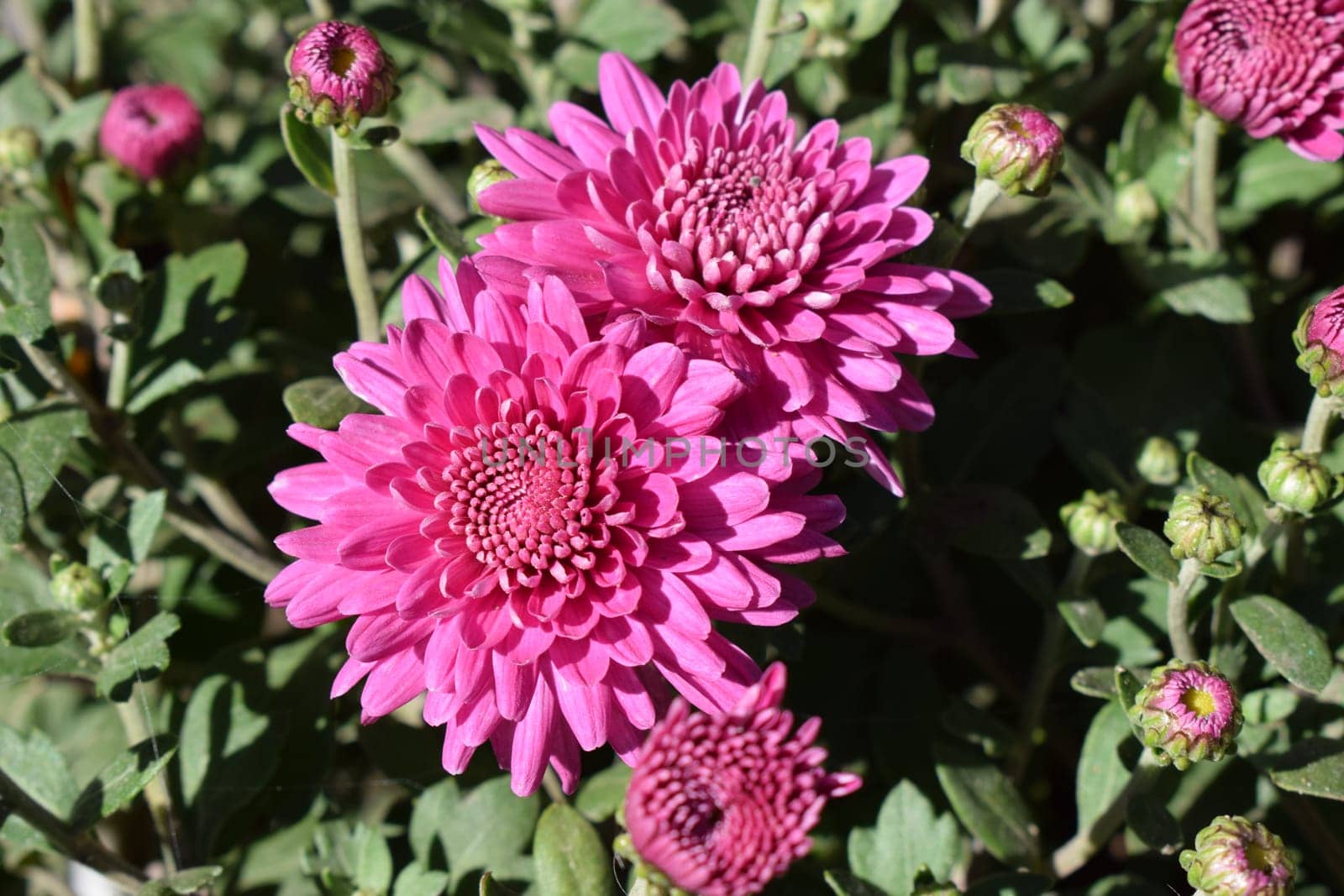 Chrysanthemum flowers close up. Pink Chrysanthemums. Floral background of autumn purple chrysanthemums.