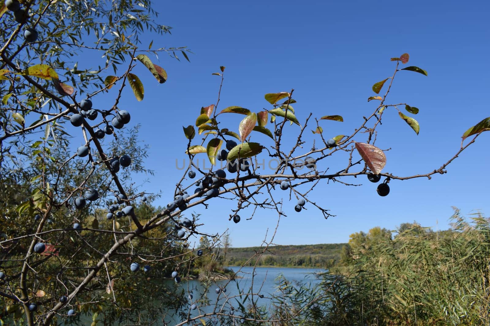 Forest lake in the autumn afternoon. Calm water with reflection of trees. Attractive morning view of Lake. Clear fresh nature, untouched. Forest in the background. National reserve