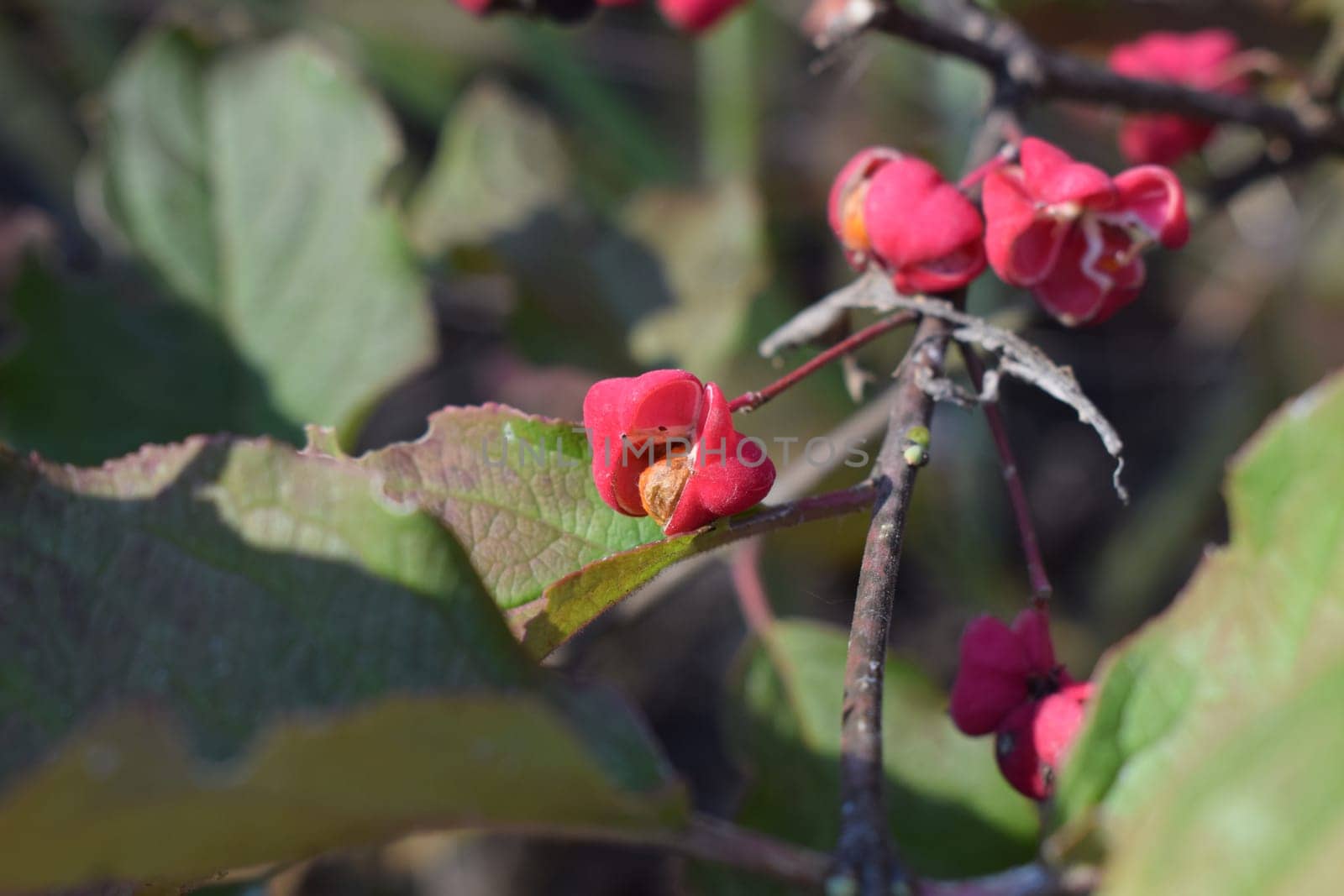 Beautifully colored autumn leaves of Euonymus hamiltonianus (Mayumi). Branches with pink fruits of Euonymus Hamiltonianus tree, known by the common names Hamilton's spindletree.
