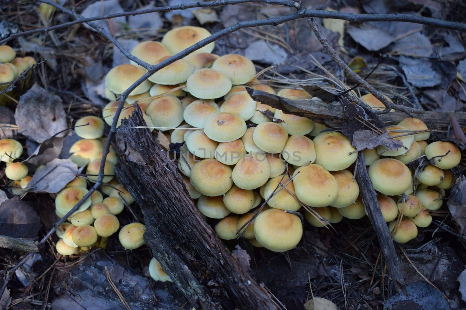 Mushrooms Wild in the forest. Wild, autumn forest mushrooms. Selective focus.