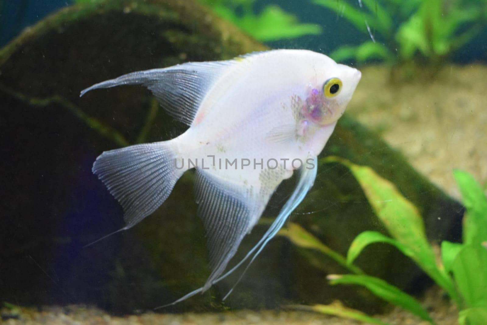 Fresh water planted aquarium with silver angelfish