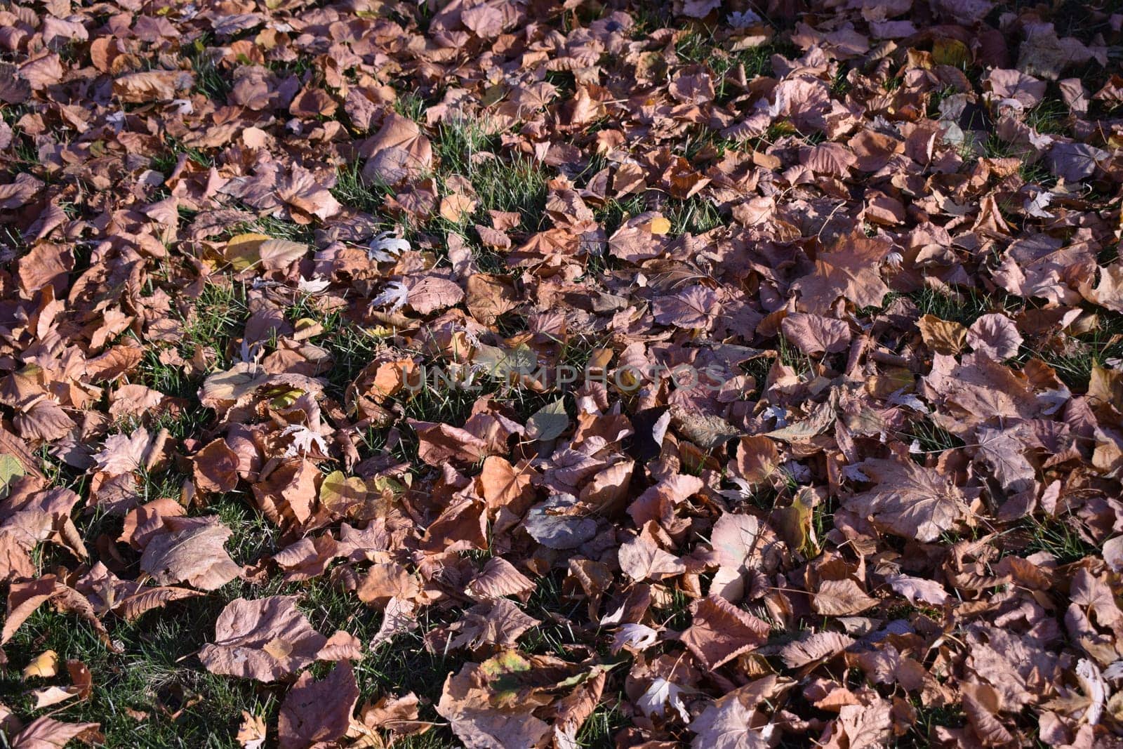 Background of colorful autumn leaves on forest ground. Fall orange and yellow autumn leaves on ground for background or backdrop. Dry brown and lush yellow sheets mixed with small birch leaves