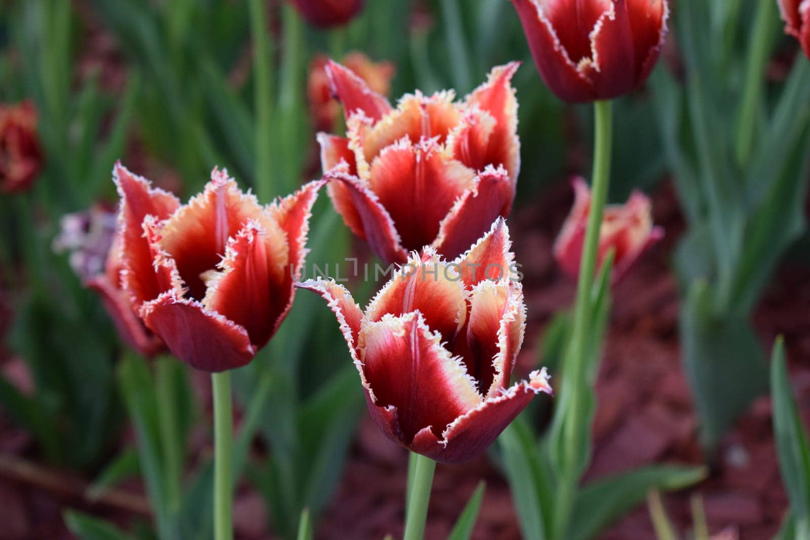 Red and white tulips blooming in the flowerbed of the park. Spring background. Tulips grow in rows in the garden. Springtime bloom. Gardening tips. Growing flowers. Growing bulb plants.