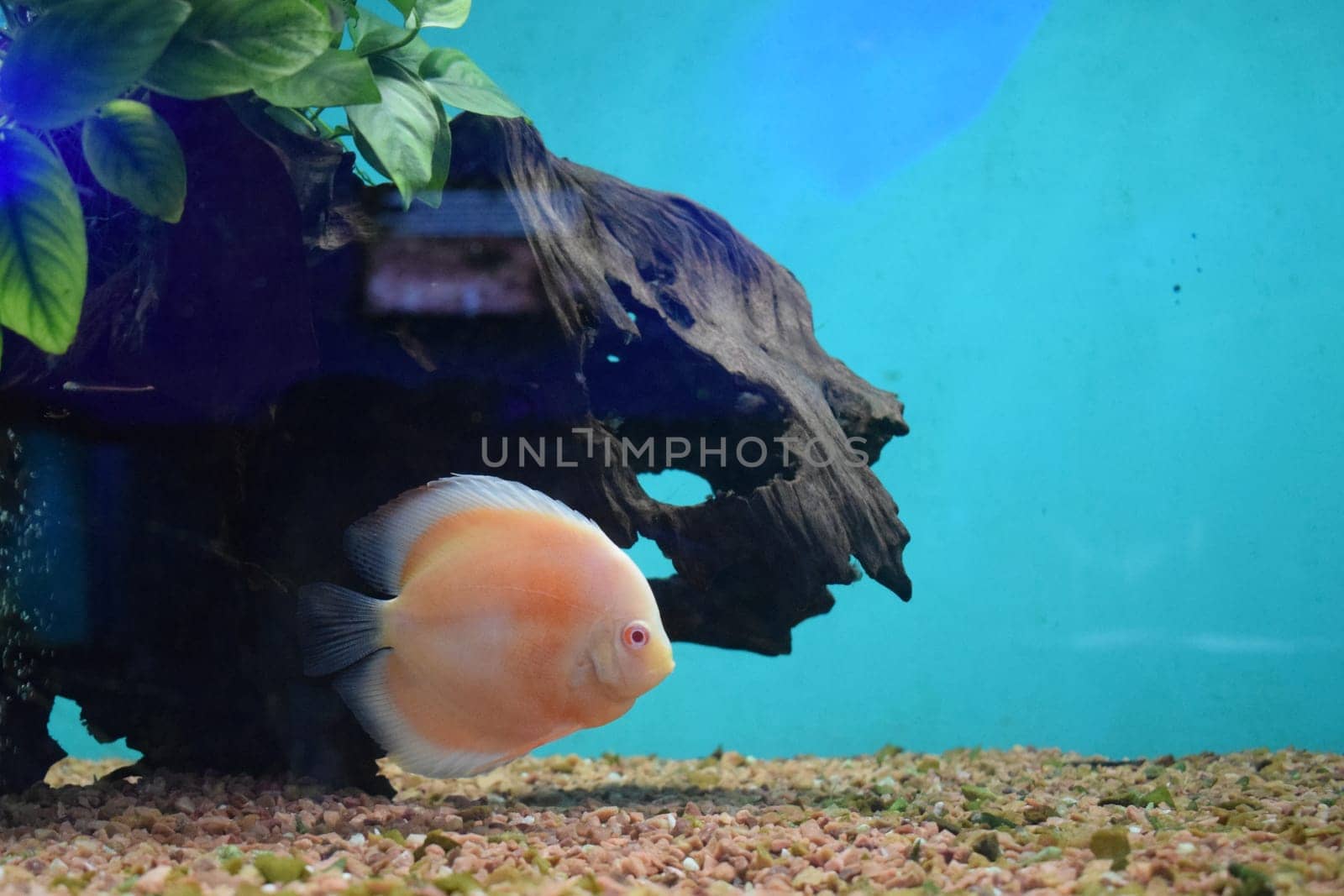 Discus fish (Pompadour), Red symphysodon discus. Symphysodon is freshwater fish in cichlidae family native to the Amazon river basin in South America.