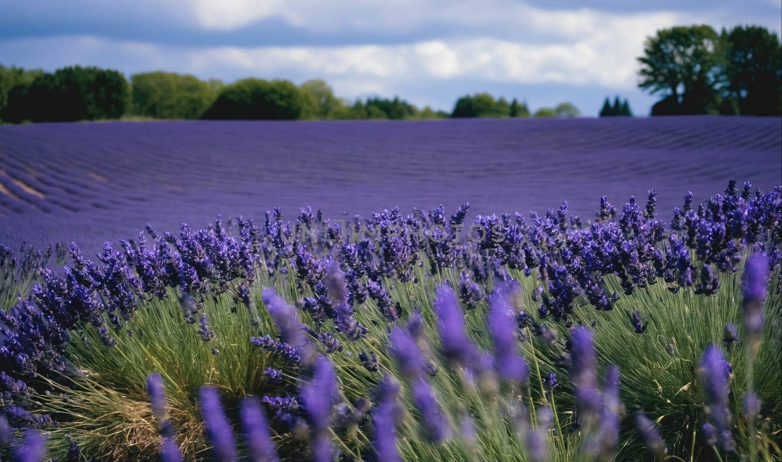 A field of lavender flowers in full bloom is seen in the foreground of the image. Green trees are seen in the background, with a blue sky above.