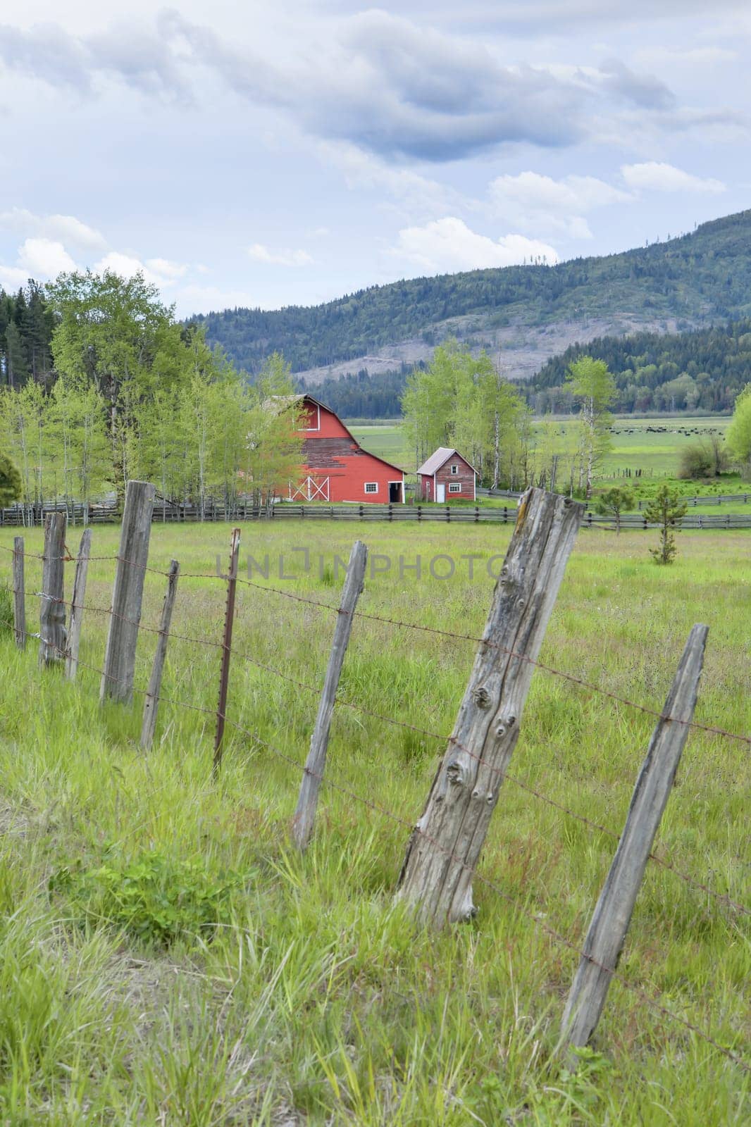 An old fence leads toward a red barn in north Idaho.