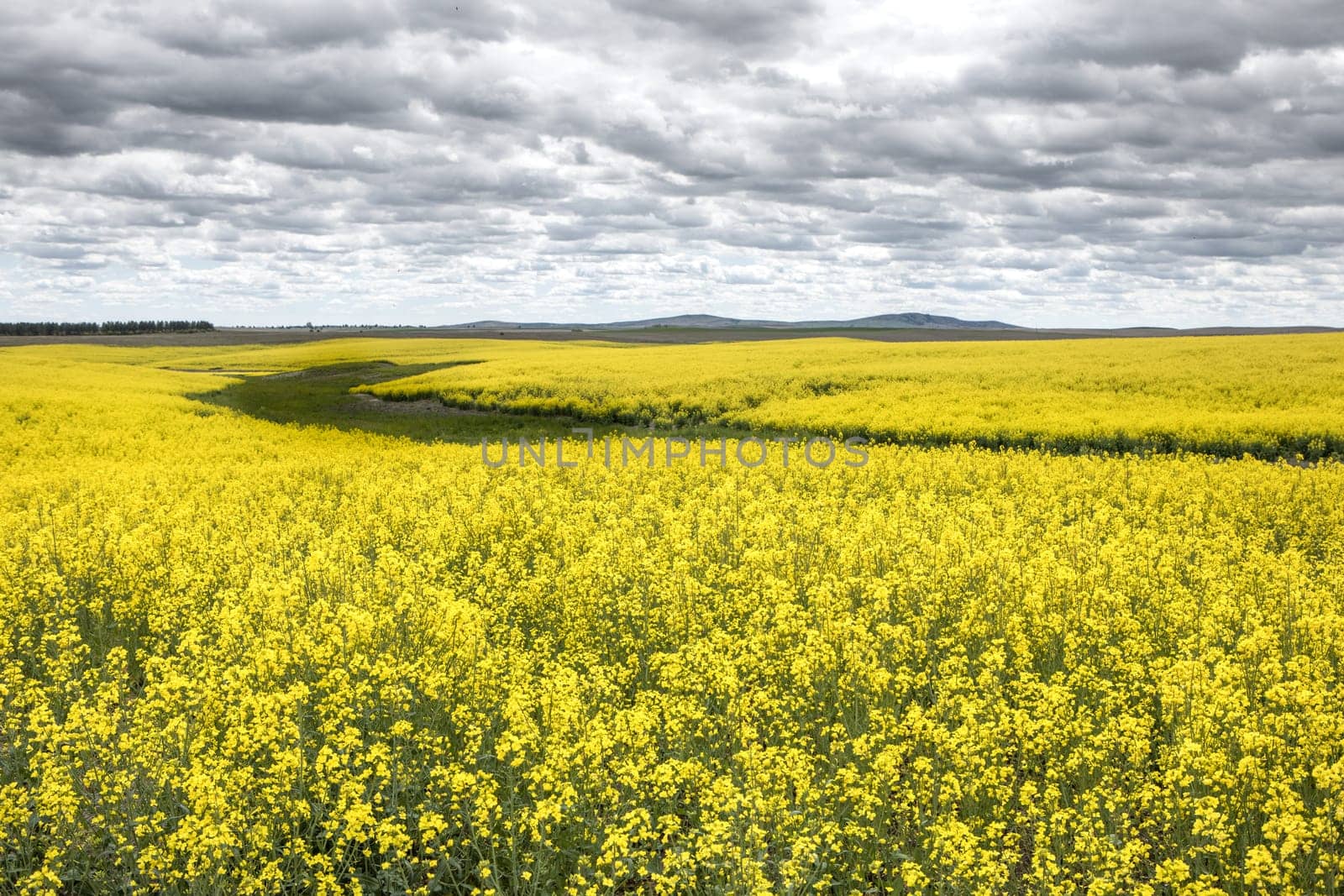 A bright yellow field of canolas under a cloudy sky near Reardon, Washington.