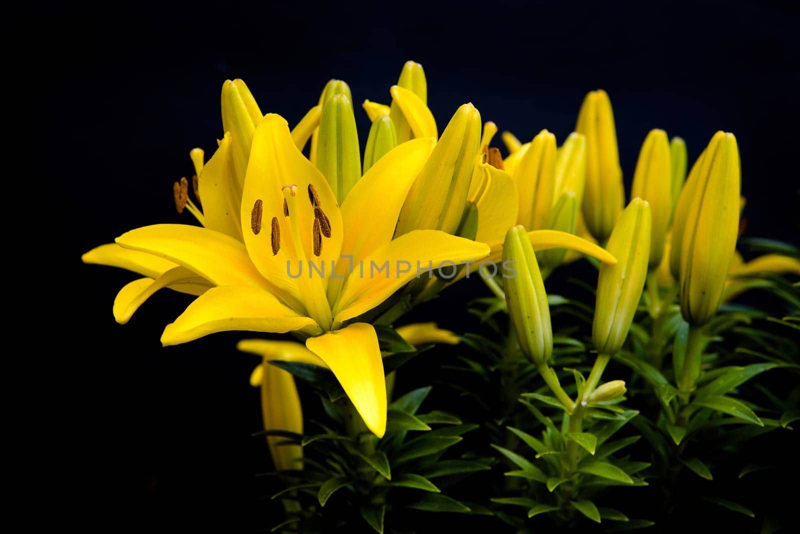 A close up of yellow day lilies in a garden with a black background added.