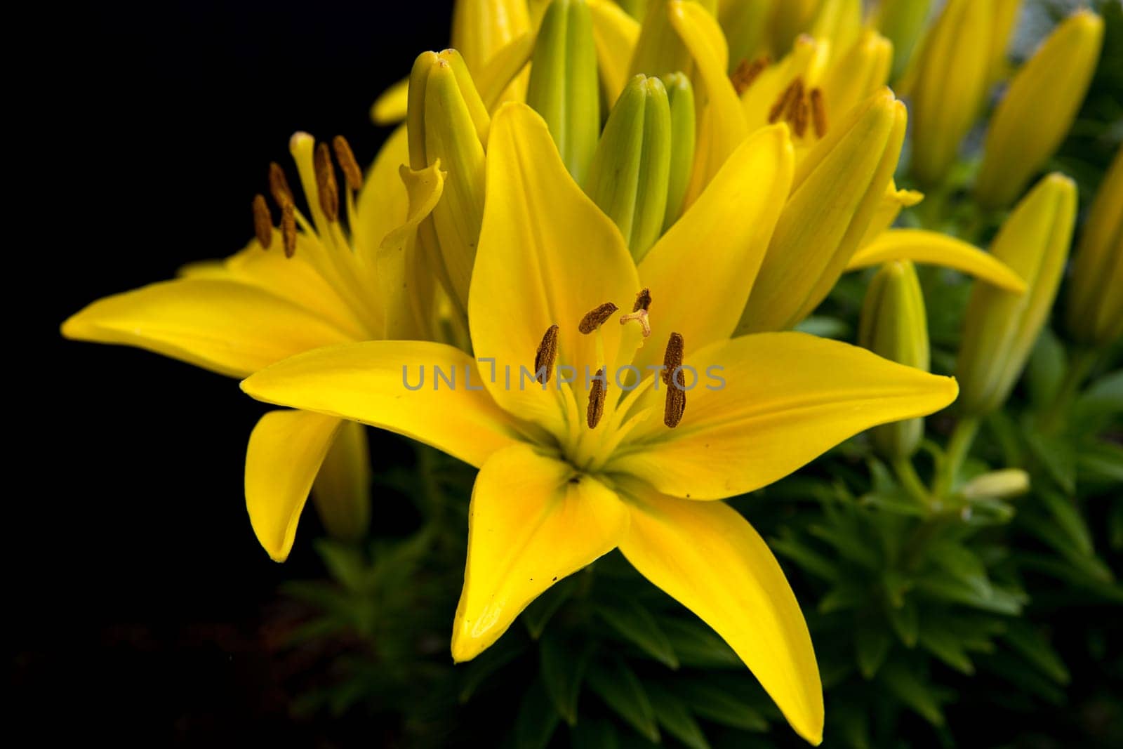 A close up of yellow day lilies in a garden with a black background added.