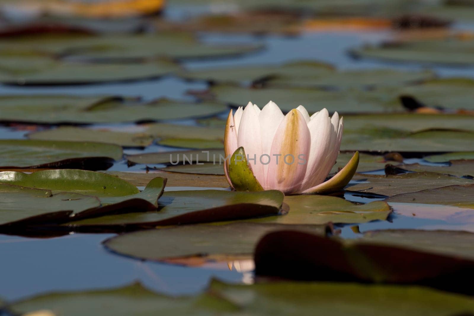 A single water lily among the lilypads in north Idaho.