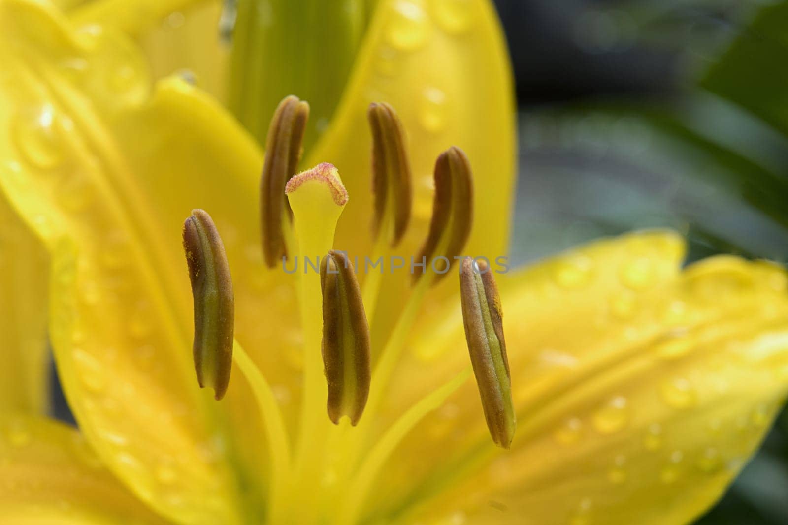 Close up of a day lily with rain drops on it.