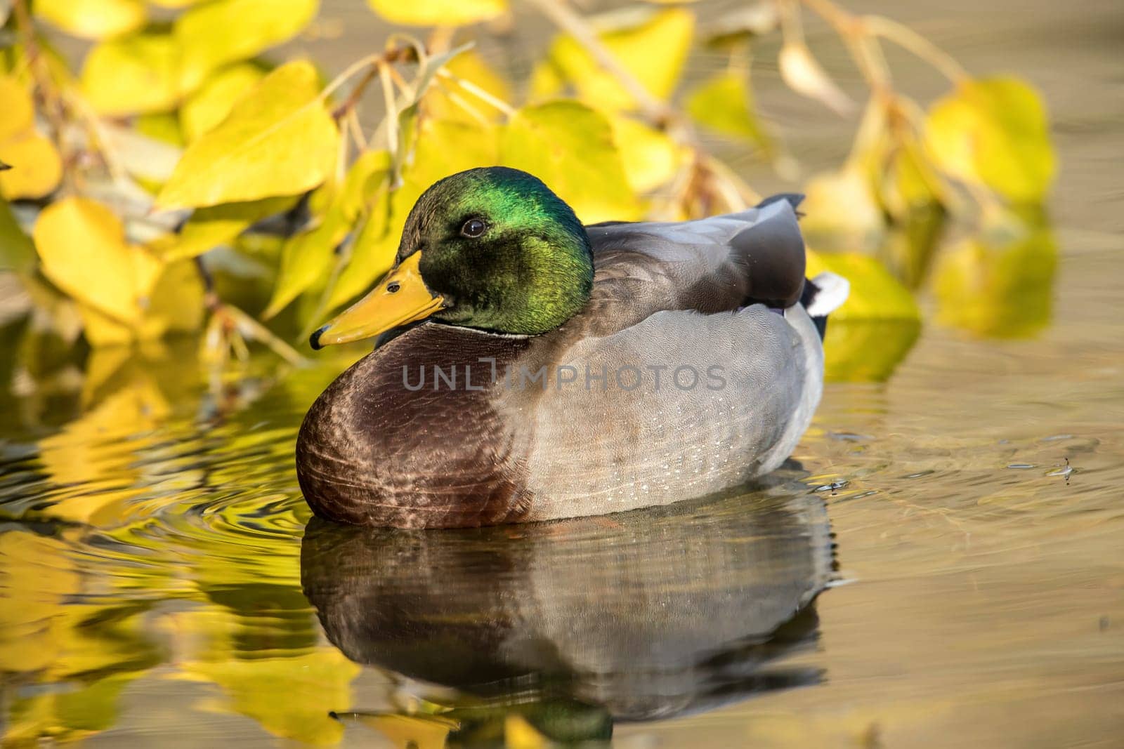 A male mallard duck is in a pond next to yellow leaves at a park in Spokane, Washington.