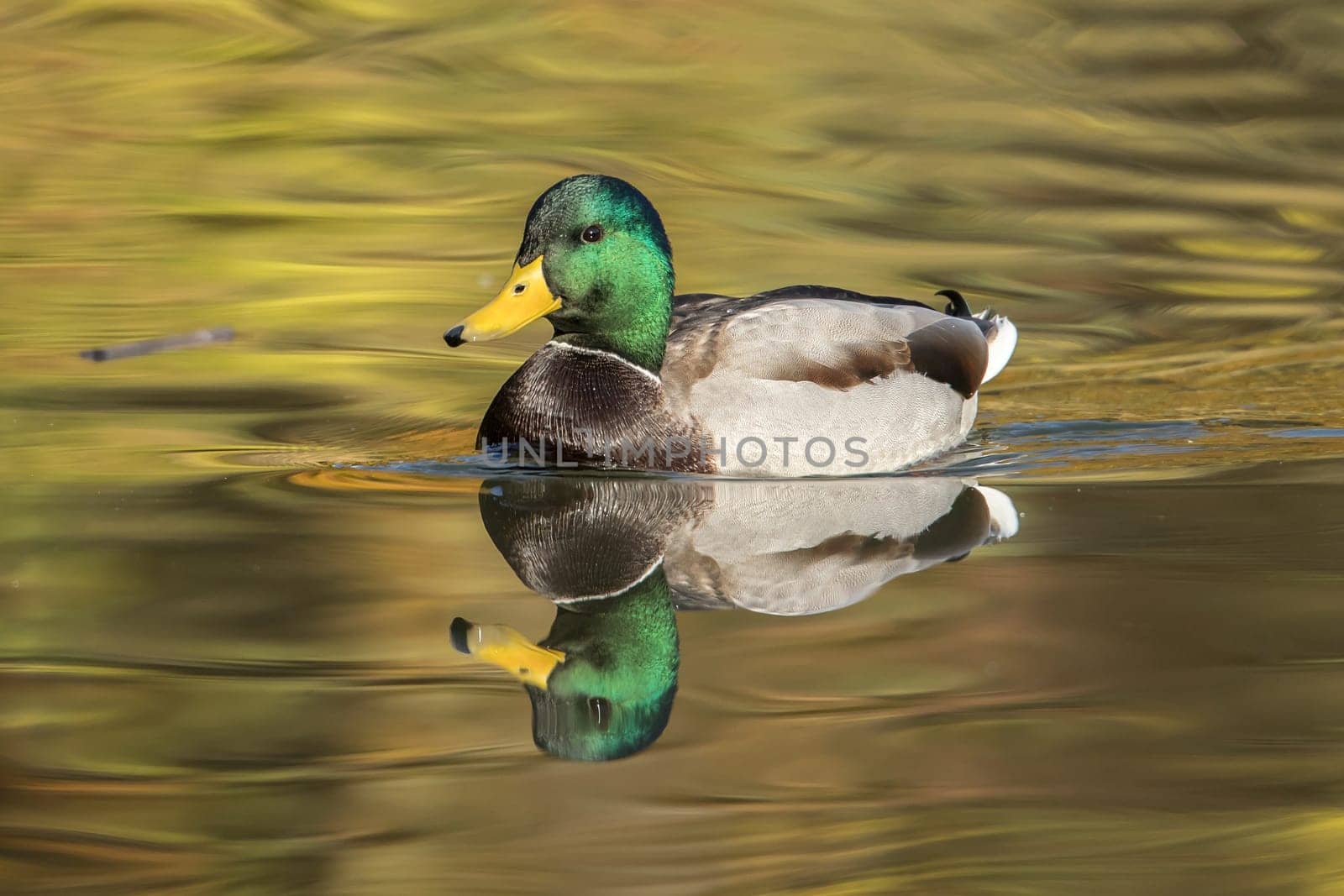 A male mallard swims in a calm pond in Spokane, Washington.