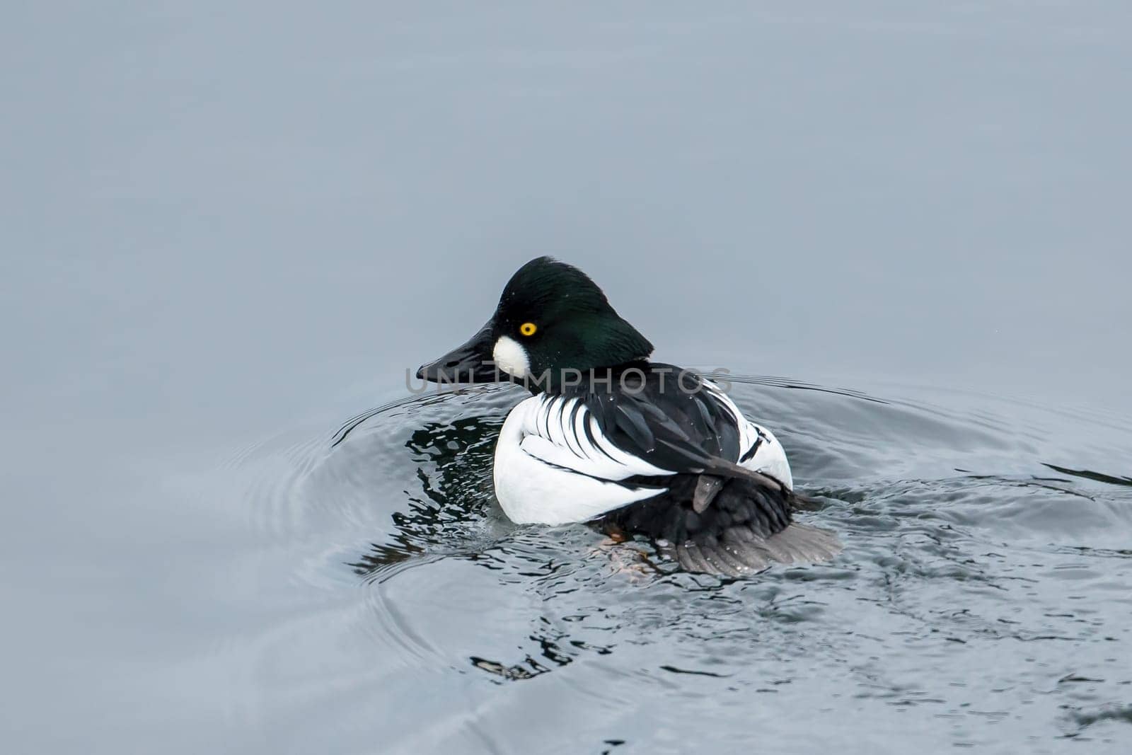 A barrow's goldeneye swims in the calm water of Coeur d'Alene Lake in north Idaho.