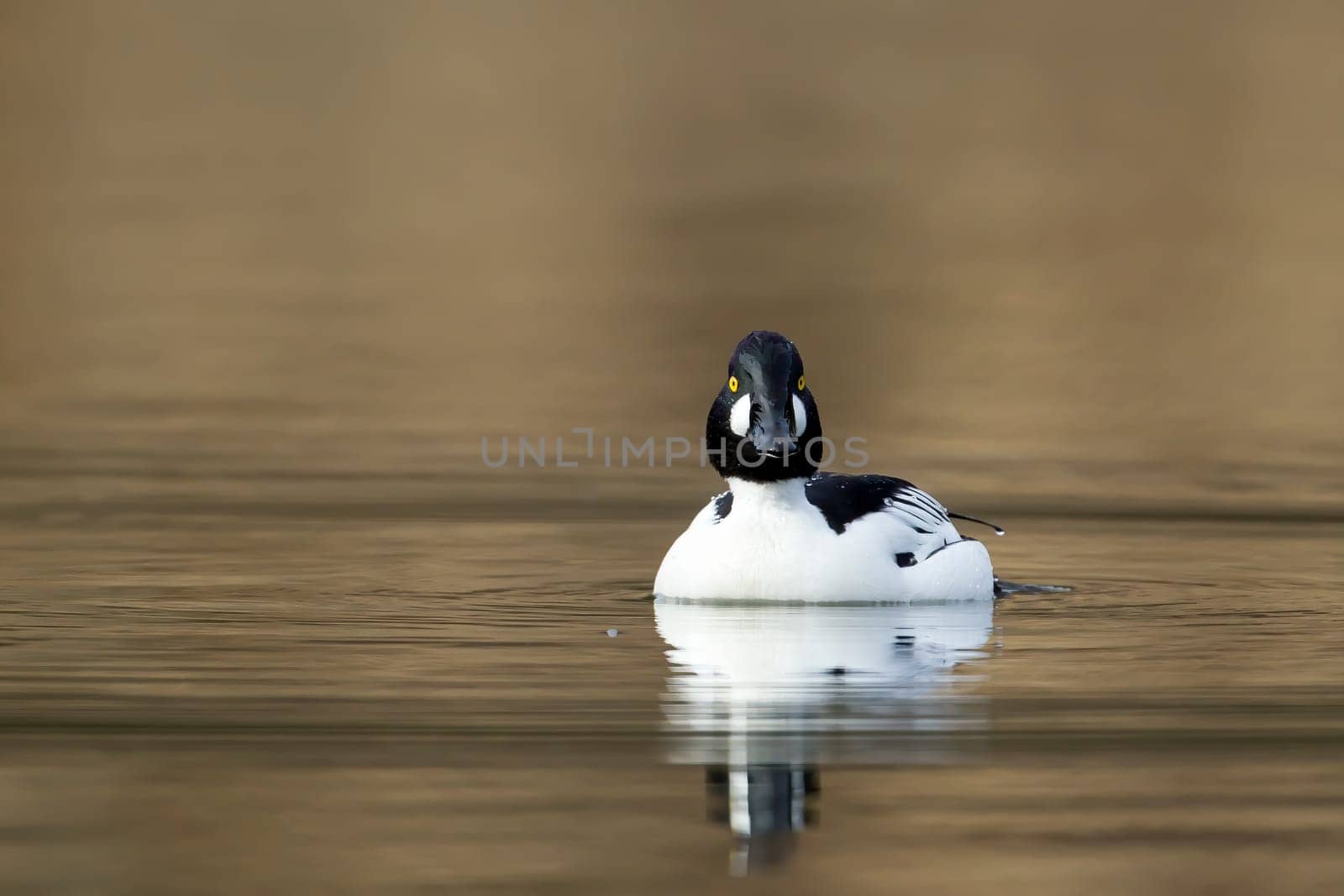 A common goldeneye swims toward the camera on Fernan Lake in north Idaho.