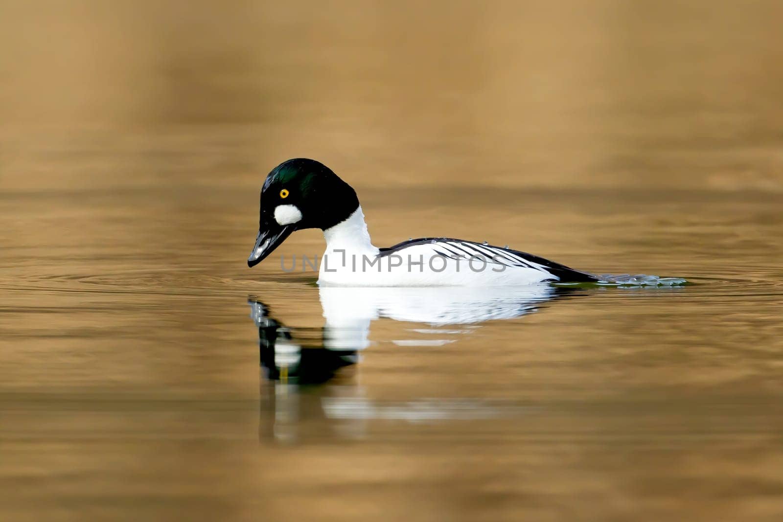 A common goldeneye prepares to dive under the water for food on Fernan Lake in north Idaho.