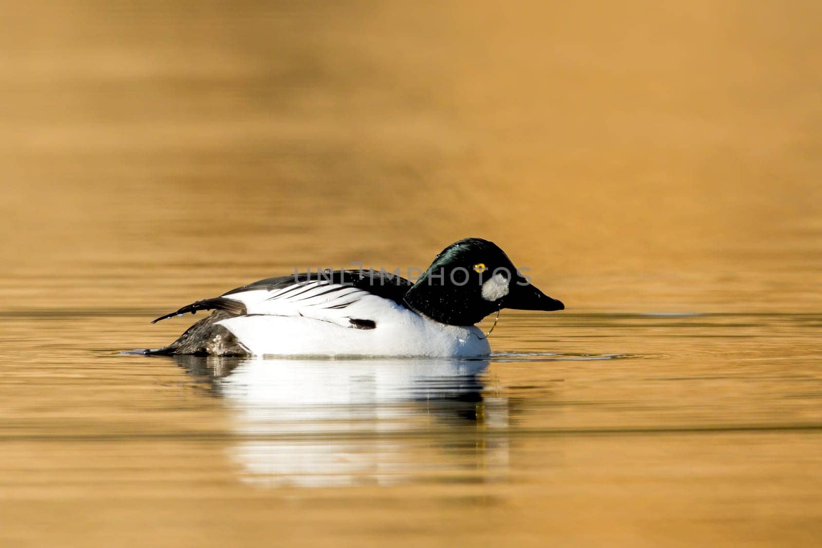 A common goldeneye swims in the calm water of Fernan Lake in Idaho.