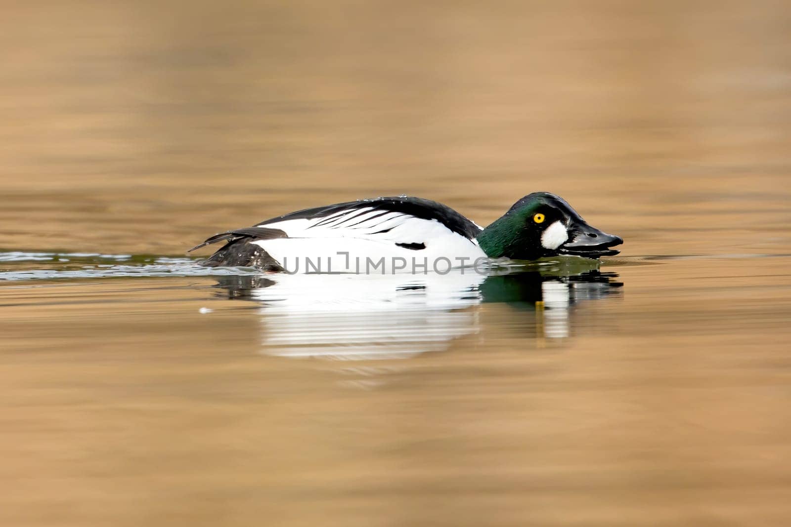 A common goldeneye swims low in the calm water of Fernan Lake in Idaho.