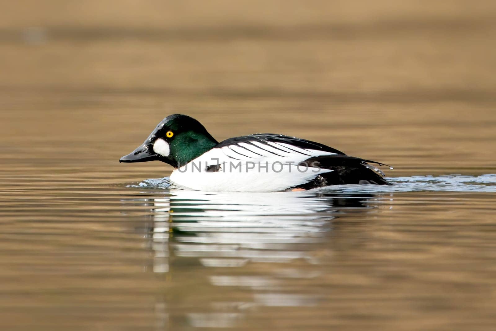 A common goldeneye swims in the calm water of Fernan Lake in Idaho.
