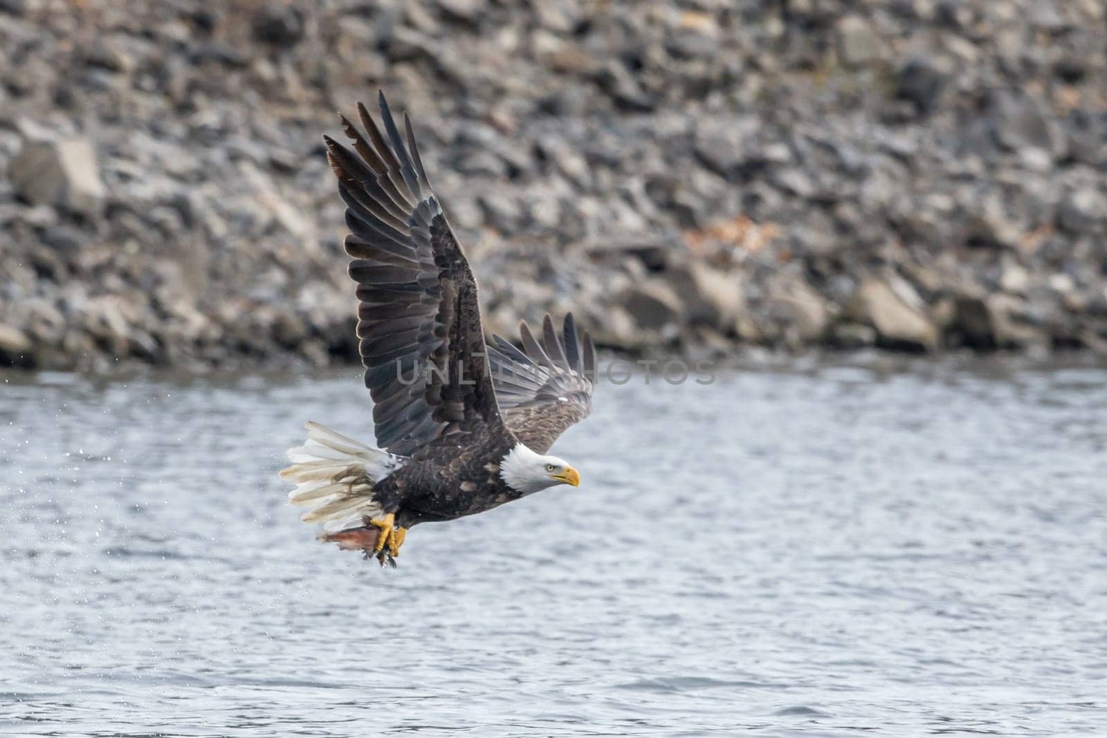 A bald eagle flies off after catching a fish from the lake by Coeur d'Alene, Idaho.