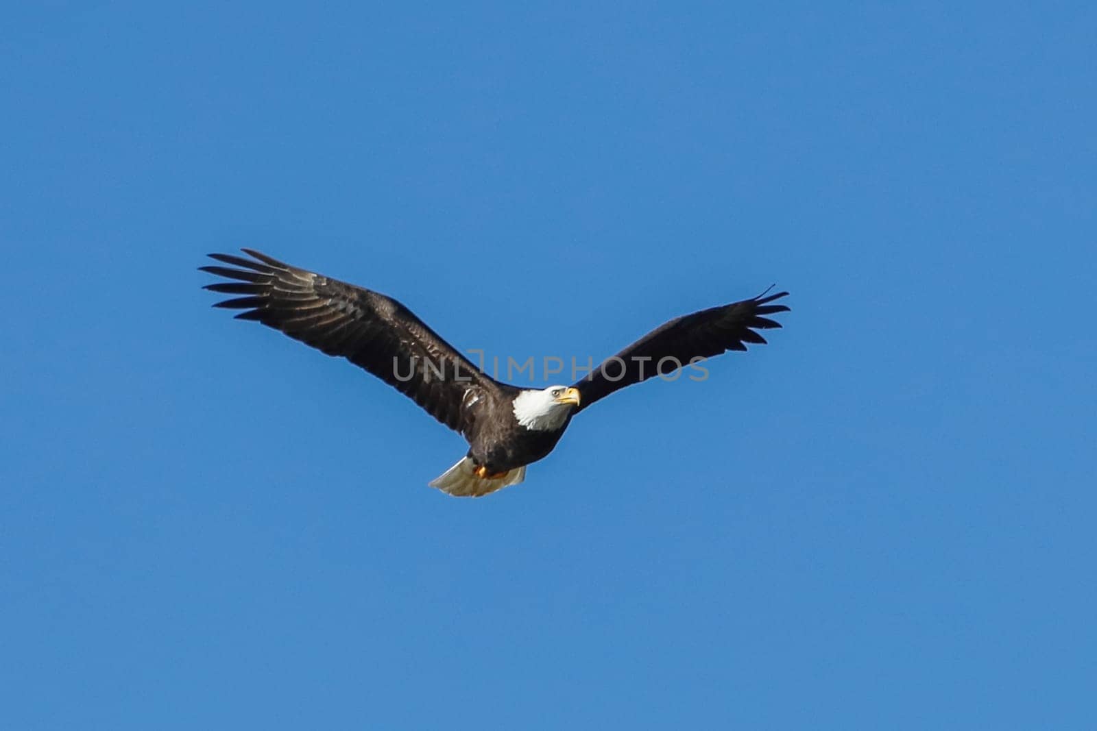 A majestic bald eagle soars up in the brigh blue sky in north Idaho.
