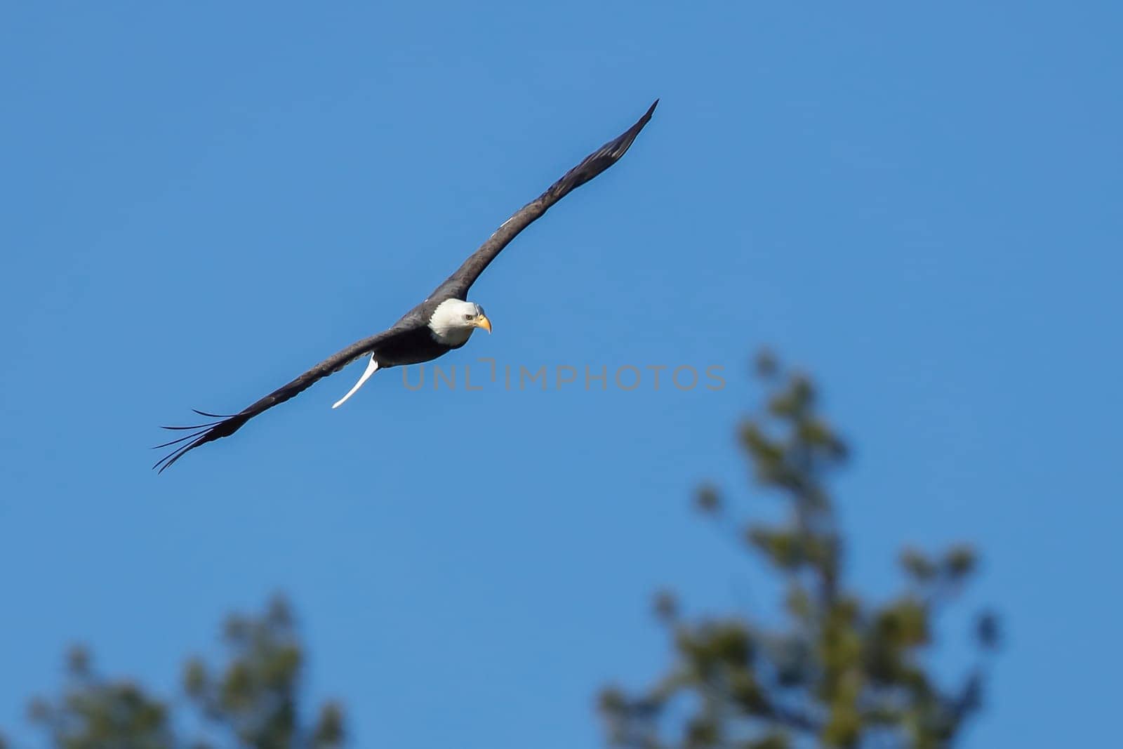 A majestic bald eagle soars up in the brigh blue sky in north Idaho.