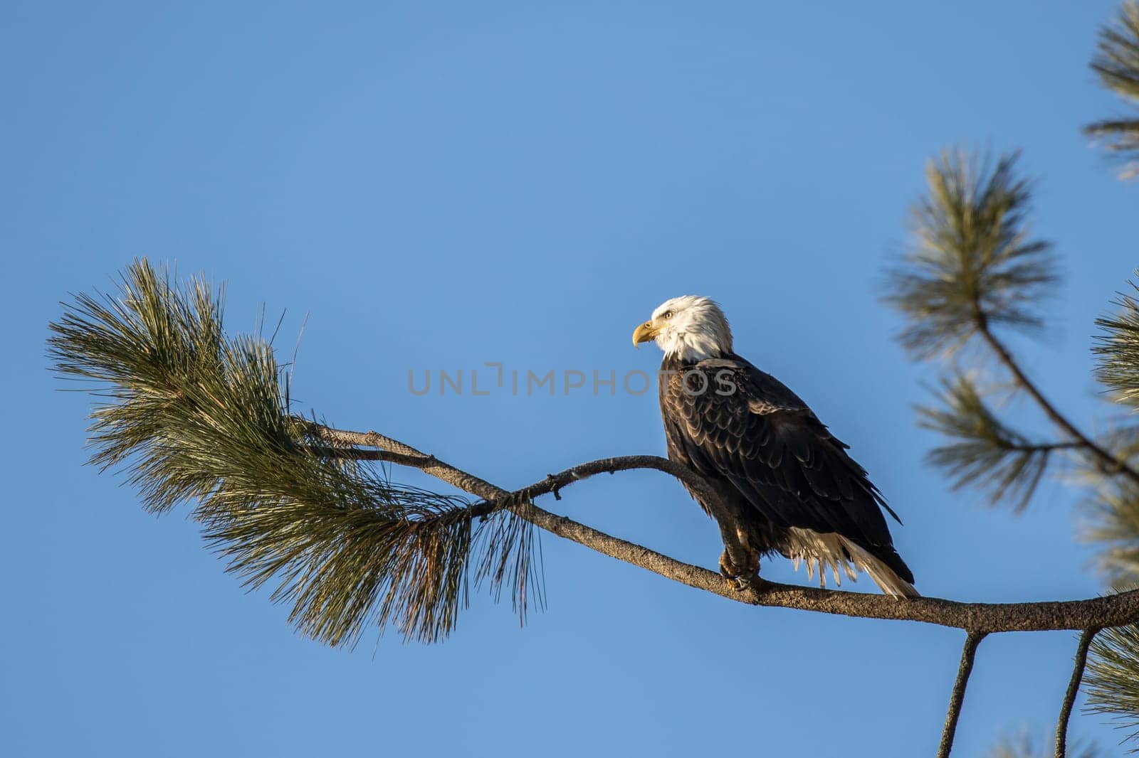 A bald eagle is perched on a branch against a clear blue sky in Coeur d'Alene, Idaho.