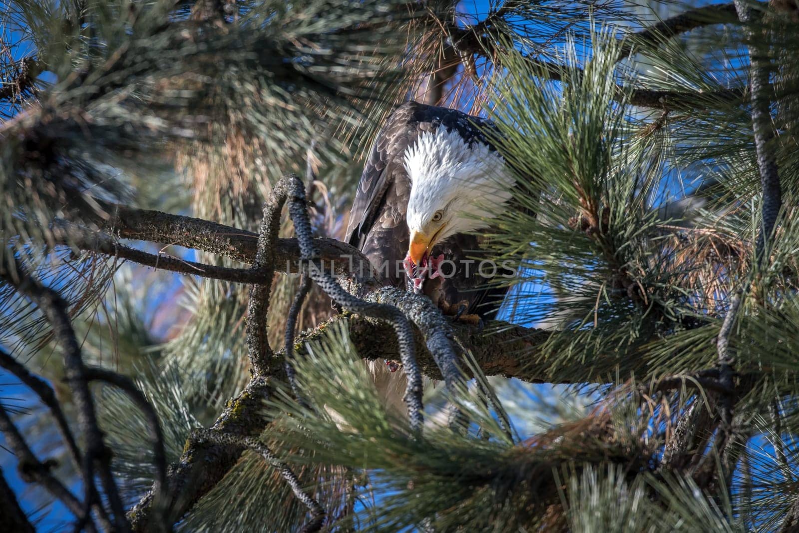 A bald eagle perched in a tree eats a fish it caught near Coeur d'Alene, Idaho.