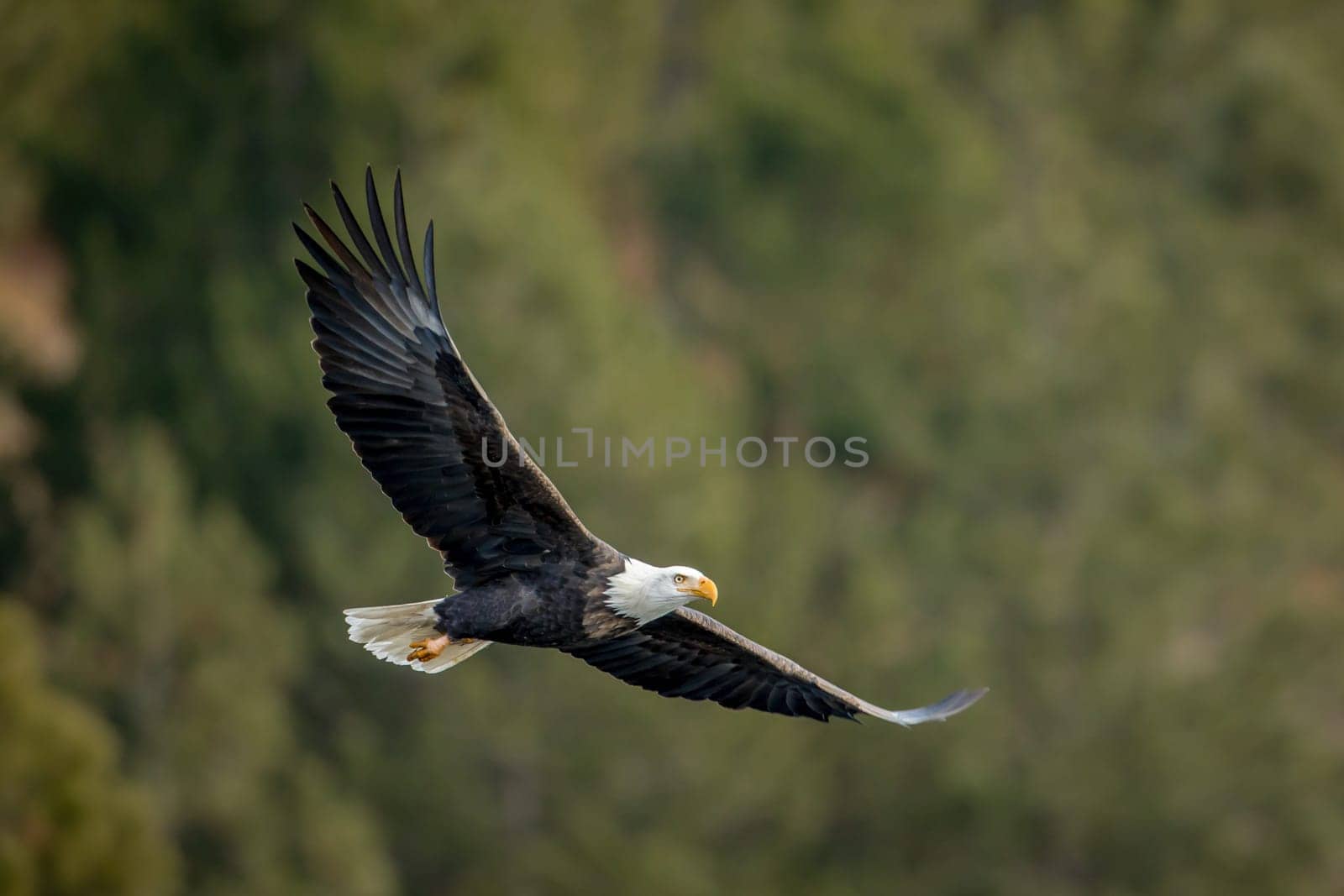 A bald eagle flies low to the trees near Coeur d'Alene, Idaho.
