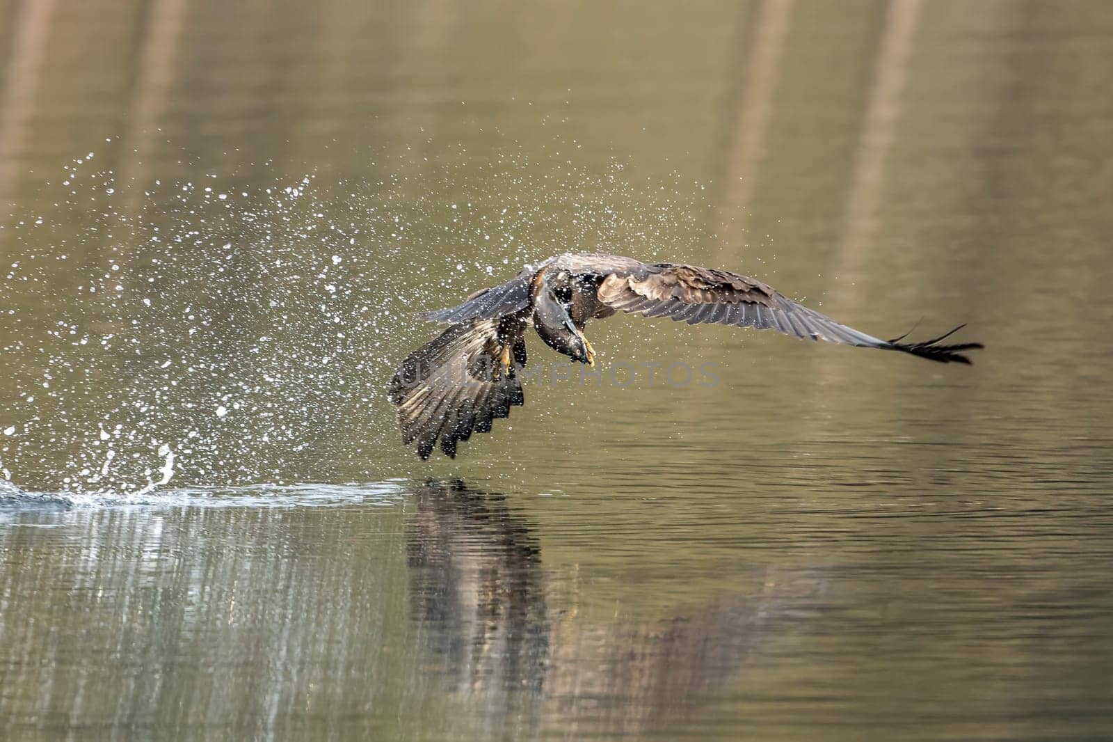 A juvenile bald eagle just snatched a fish from the lake near Coeur d'Alene, Idaho.