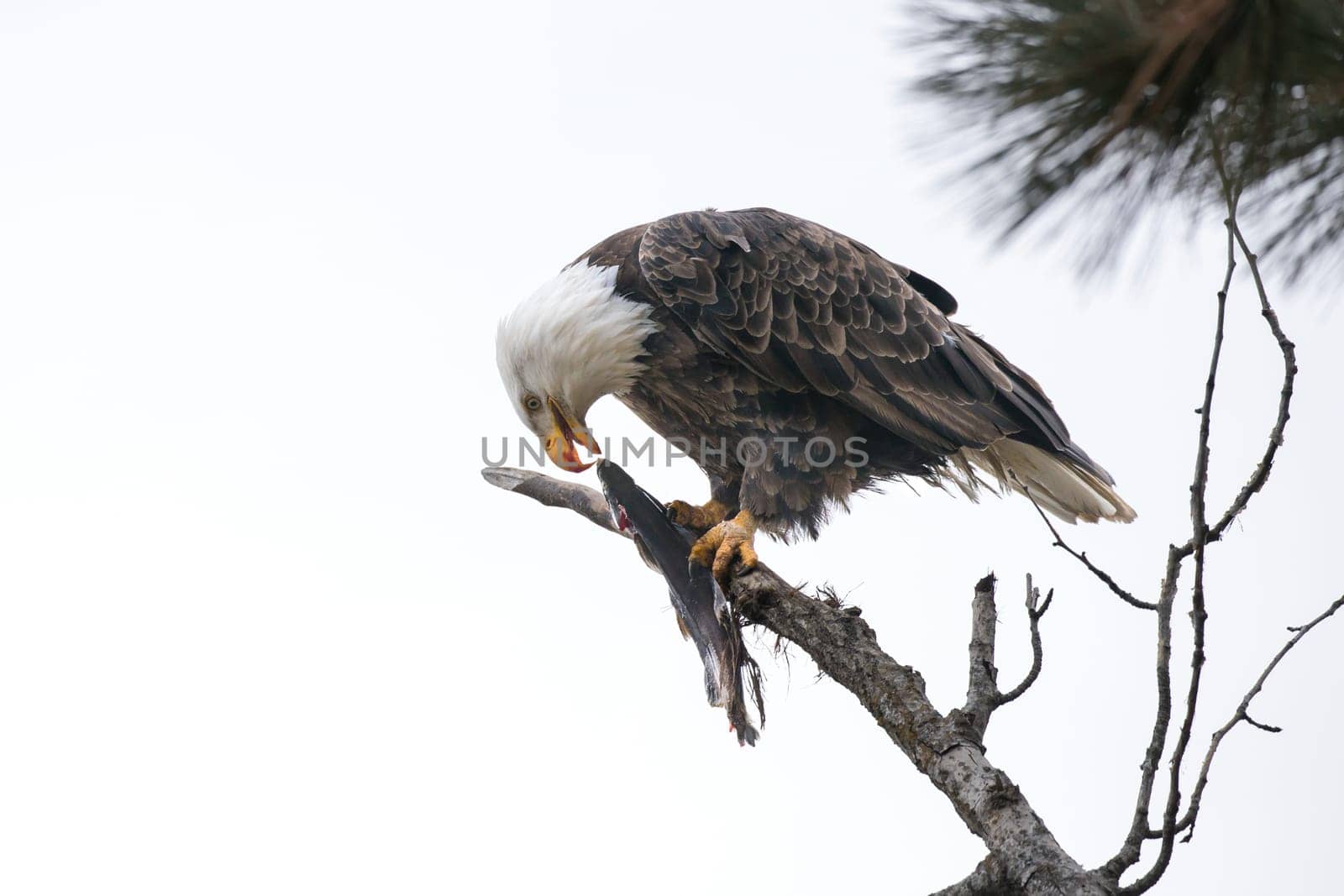 A bald eagle perched on a branch is getting ready to take a bite out of a fish in north Idaho.