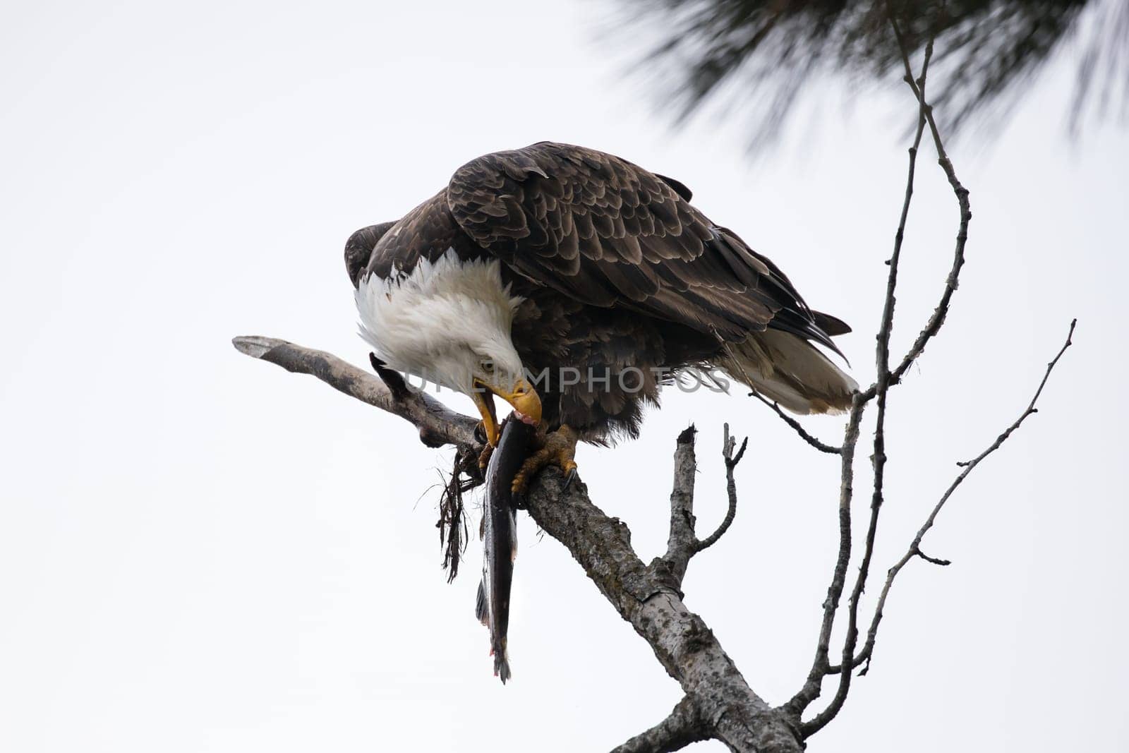 A bald eagle perched on a branch is getting ready to take a bite out of a fish in north Idaho.