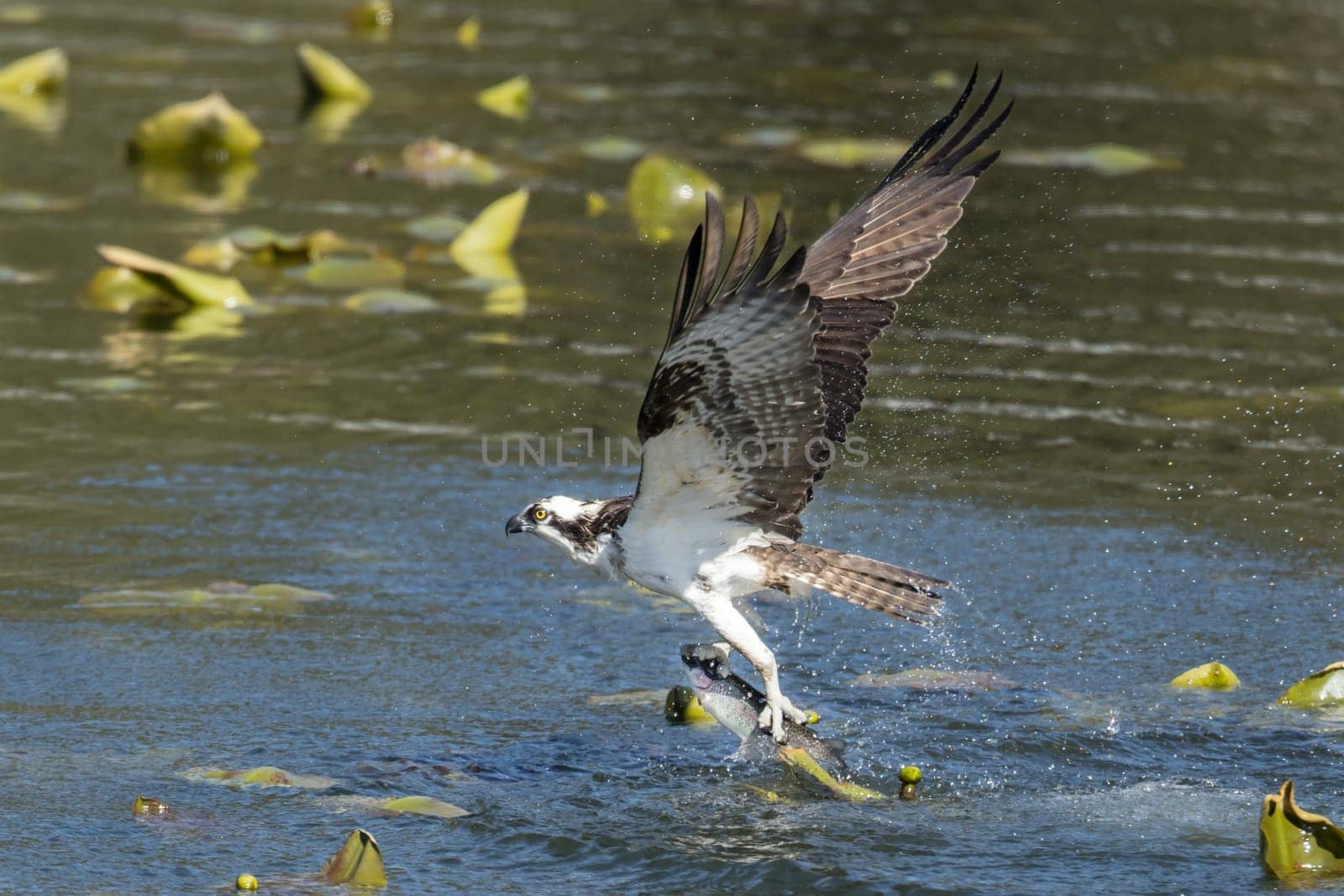 A beautiful osprey catches a fish from Fernan Lake and flies off in North Idaho.