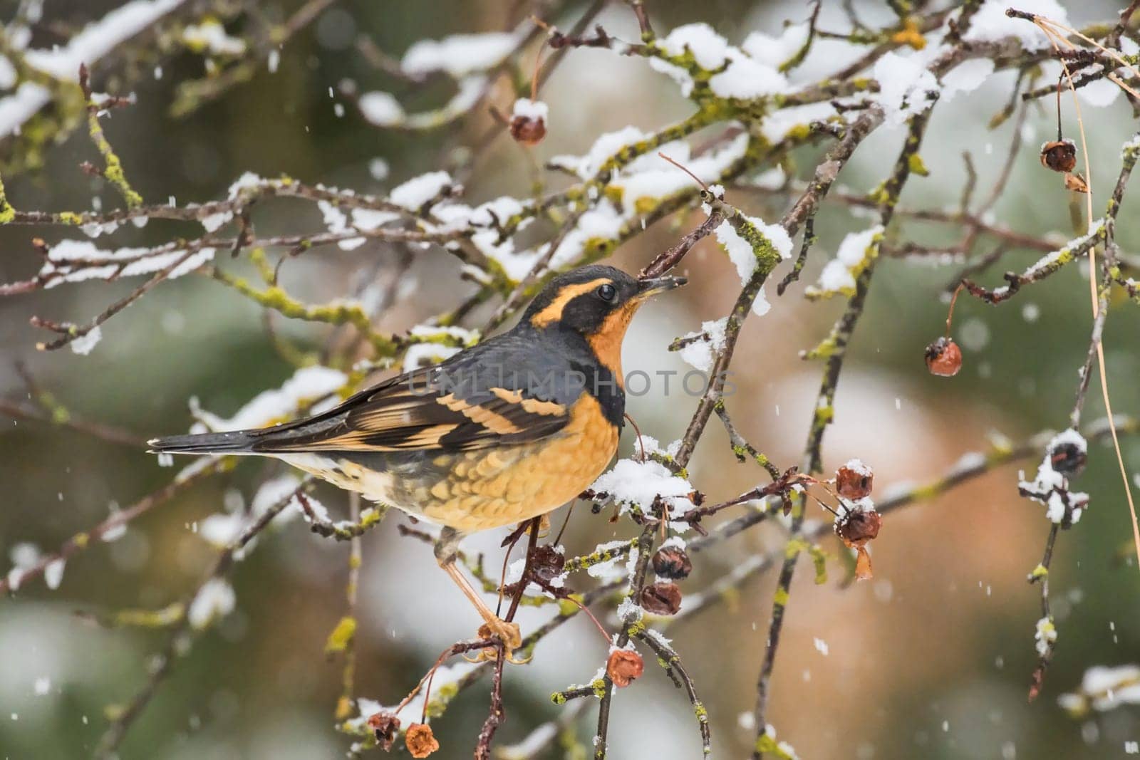 A varied thrush in a snow covered tree looking for berries.